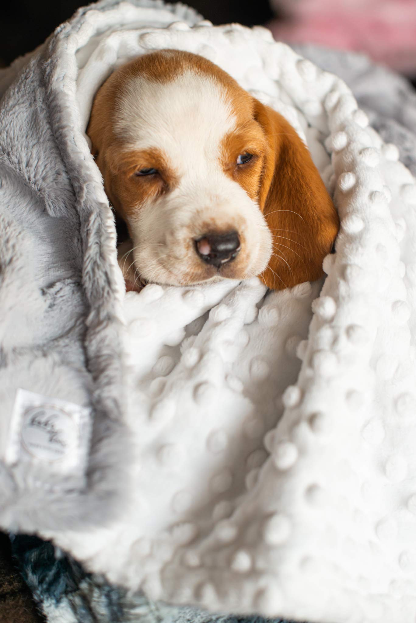 **Personalized Dog Blanket with Paw Print - Soft & Cozy Puppy Blanket for Dog Crate, Bed, or Travel - Perfect Gift for Christmas, Birthdays & Pet Lovers**