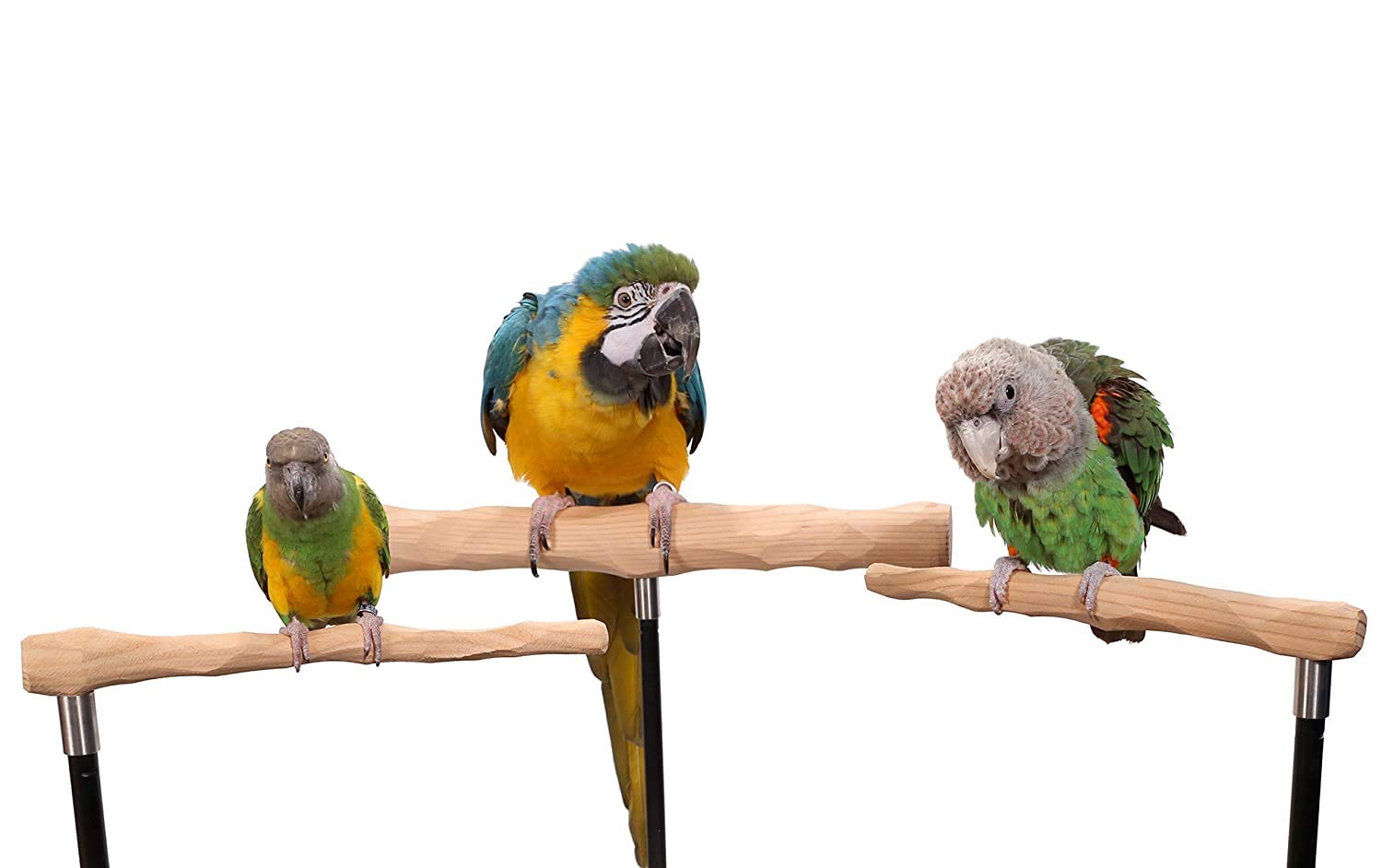 Parrot Training Perch Kit - Small Standard Size Bird Stand for Parakeets, Cockatiels & Lovebirds - Perfect for Training, Grooming & Playtime at Home