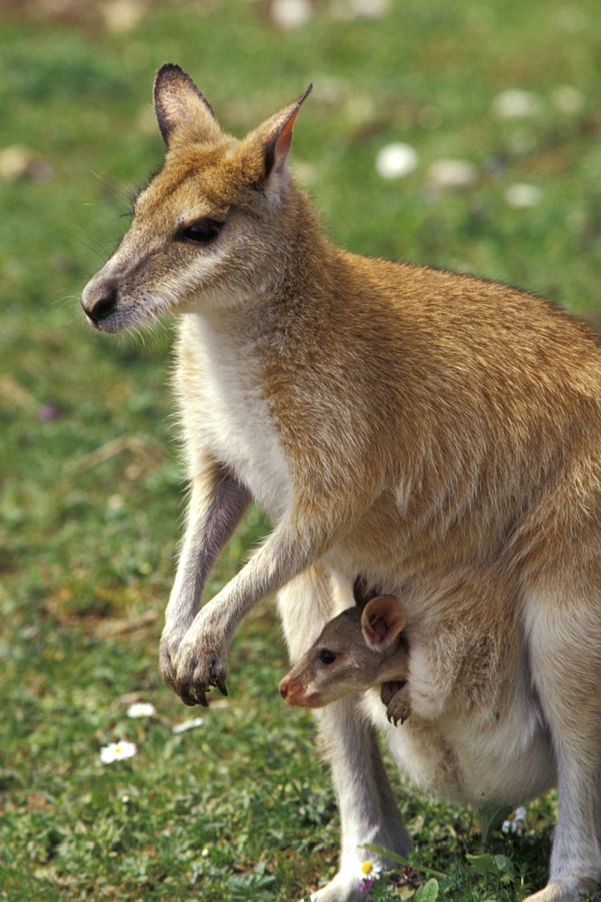 Kangaroo and Baby 53923 - Signed 24x36 Art Print Wall Decor Poster | Wildlife Nursery Decor, Australian Animal Themed Living Room Art, Unique Gift for Animal Lovers