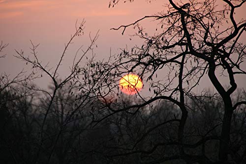 20x30 Inch Sunset Nature Twilight Trees Laminated Poster - Vibrant Colors & High-Quality Print - Perfect for Living Room, Bedroom, or Office Wall Decor