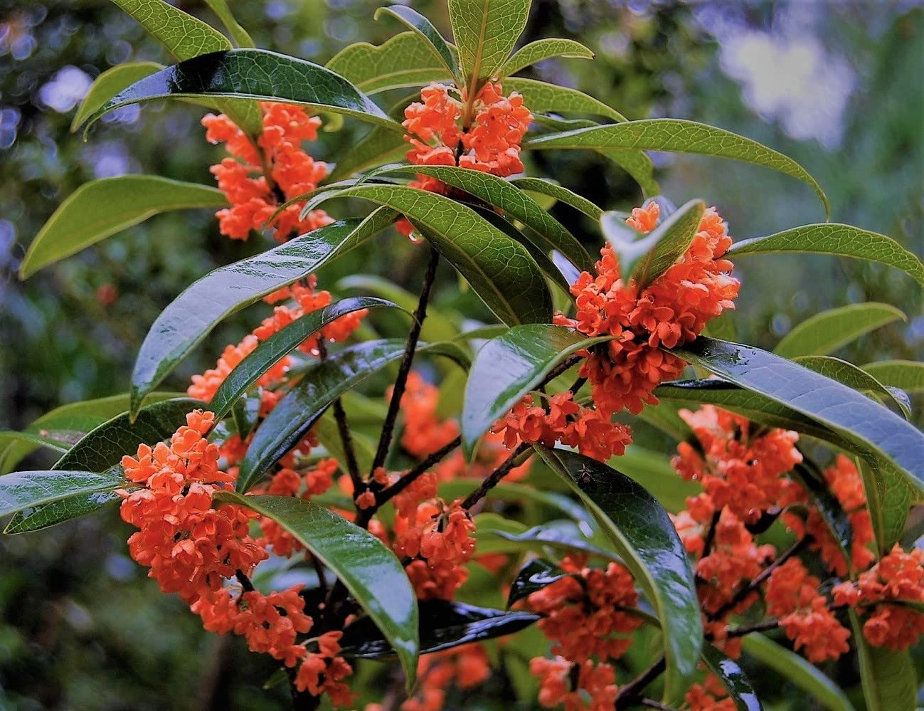 Fragrant Tea Olive (Osmanthus) Plant - Red Flowering, Quart Pot | Sweet-Scented Evergreen Shrub for Landscaping, Hedges & Patio Decor