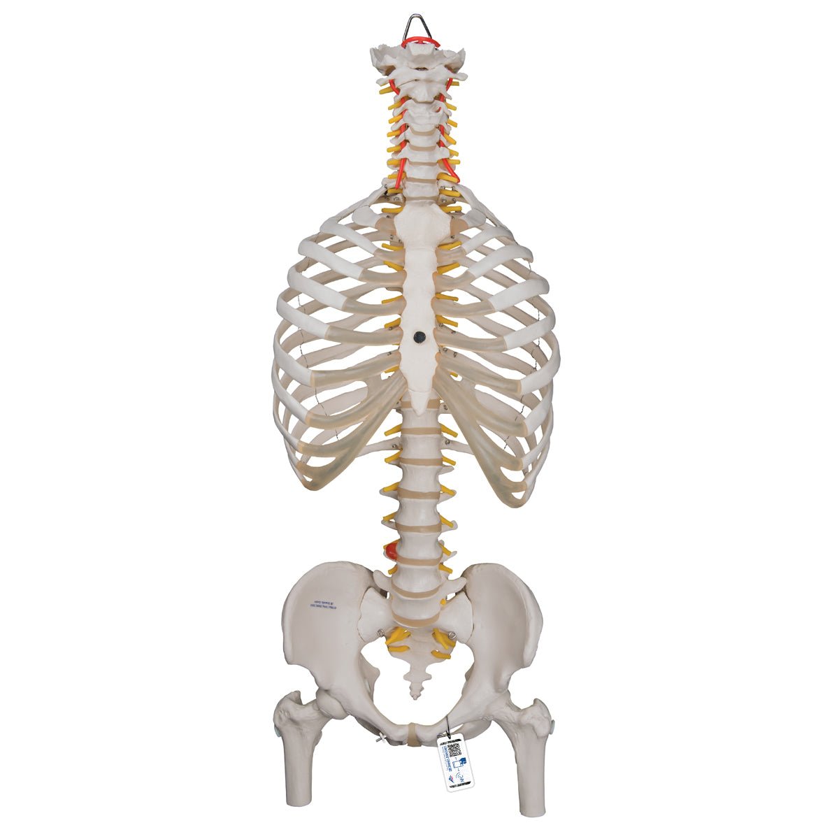 Flexible Spine Model with Ribs and Femur Heads - Anatomical Teaching Tool for Medical Students & Chiropractors - Perfect for Classroom, Clinic & Study