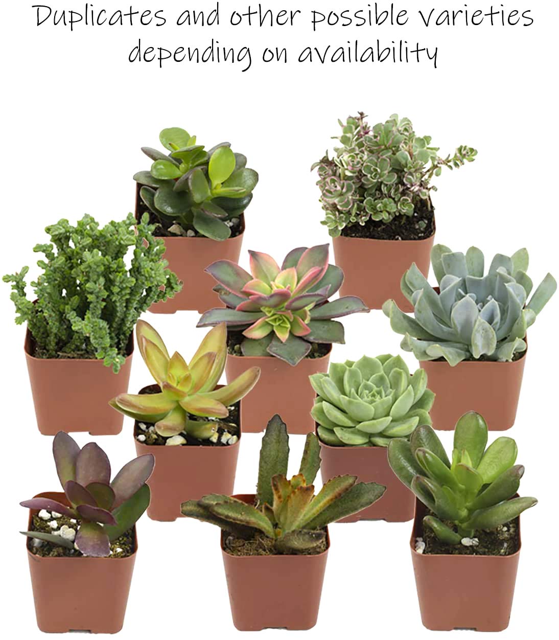 50 Pack Live Succulents Plants - Variety Indoor Houseplants in Nursery Pots | Bulk Succulent Collection for Home Decor, Office Desk, Wedding Favors & Gift Ideas
