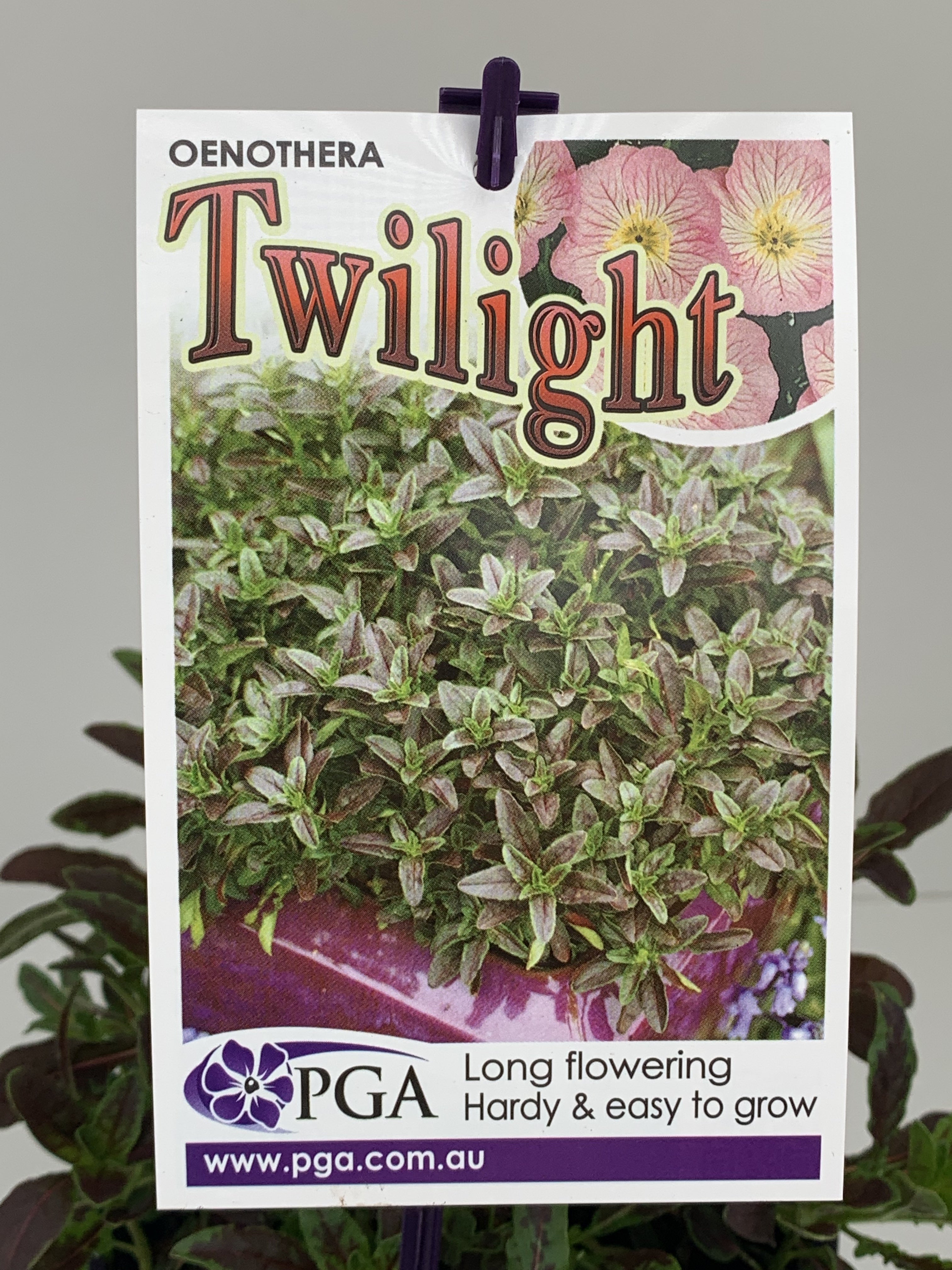 Oenothera 'Twilight' - Premium Evening Primrose Plants for Sale | Beautiful Drought-Tolerant Perennial Flowers for Gardens, Landscaping & Pollinator-Friendly Yards