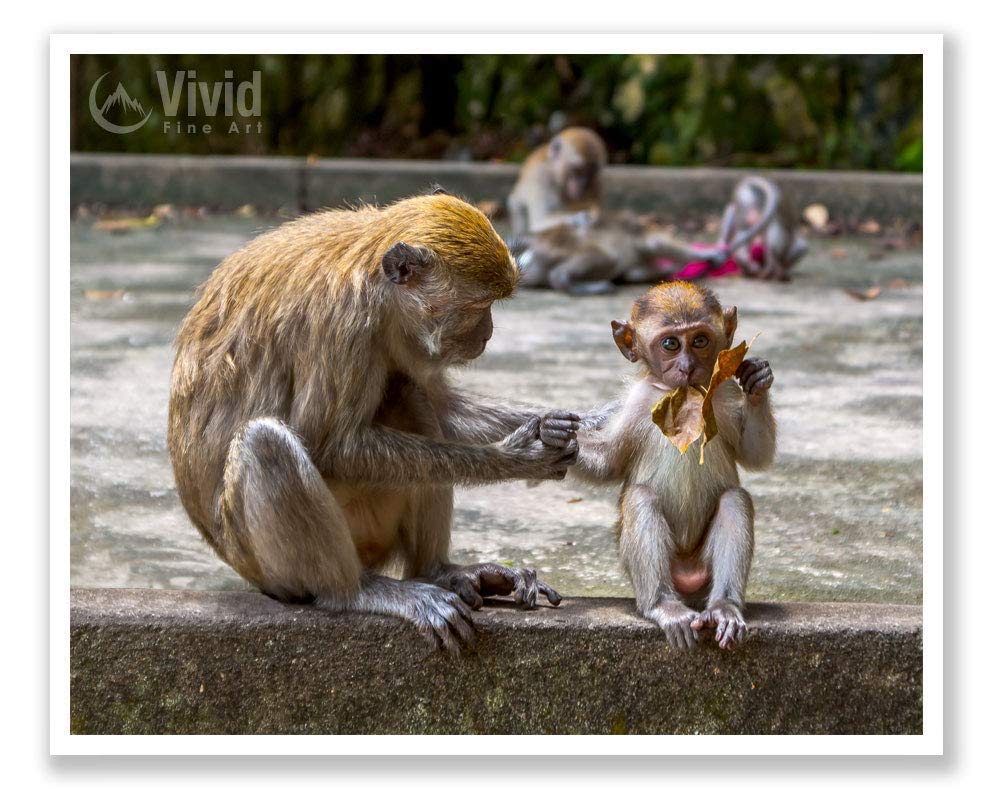Monkey Wall Art Photography - Macaques Mother and Baby Print - Wildlife Home Decor for Living Room, Nursery & Office