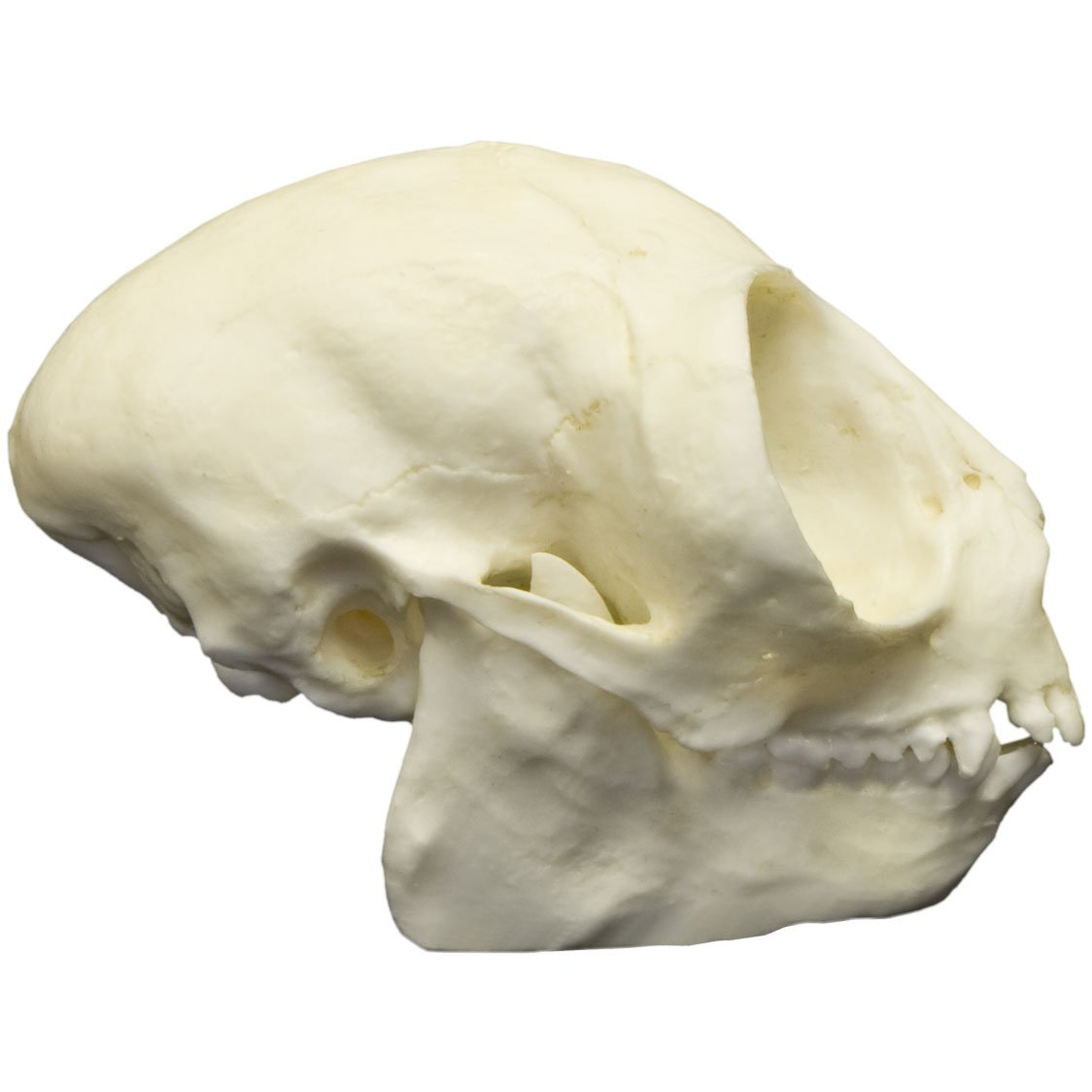Replica Owl Monkey Skull - Lifelike Animal Skull Model for Home Decor, Halloween Props, and Educational Displays | Perfect for Gothic Collections, Science Classrooms, and Horror Themed Parties