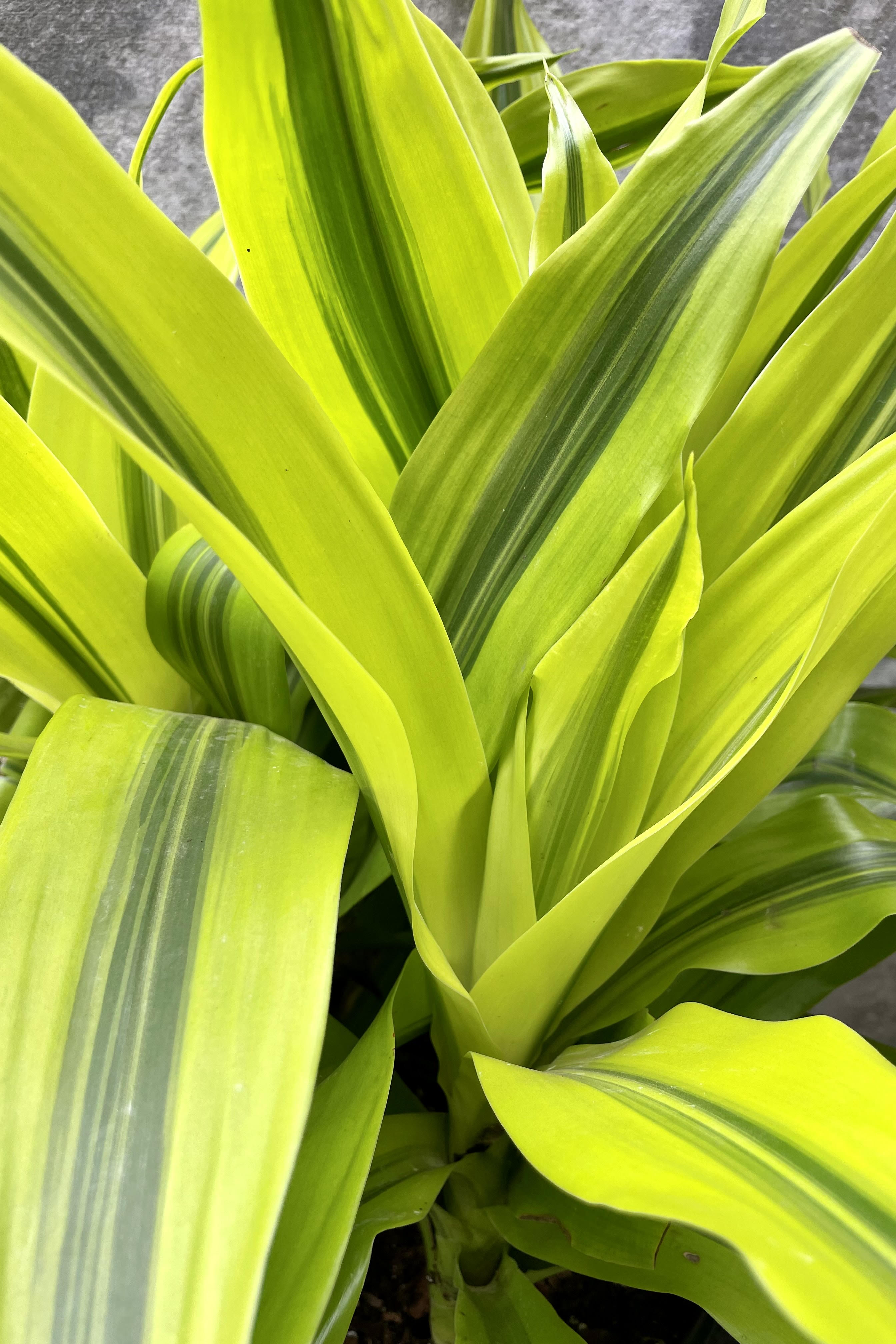 Dracaena 'Kristi' Live Plant - 10 Healthy Tips for Home & Office Decor | Perfect for Indoor Gardening, Housewarming Gifts, and Feng Shui