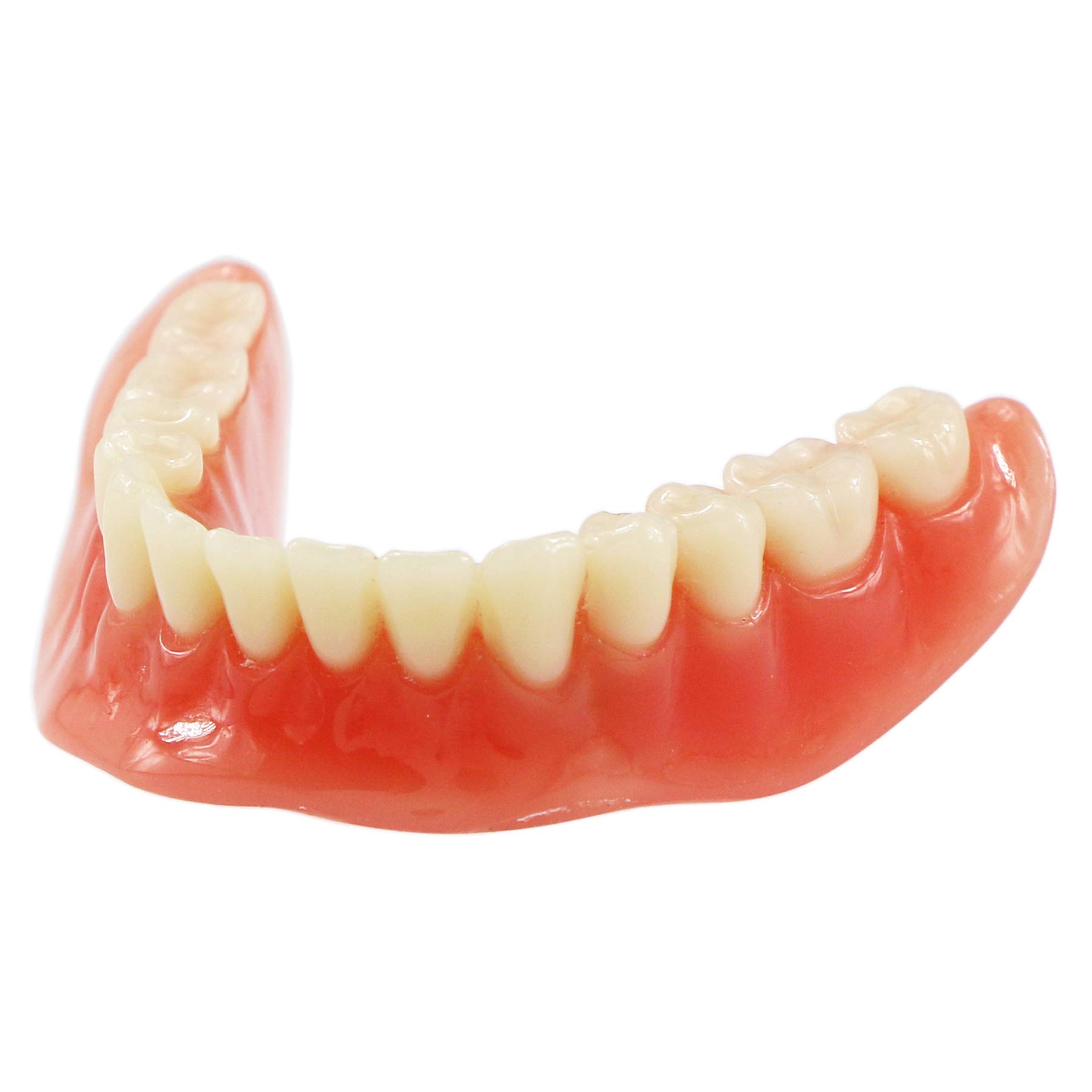 Premium Dental Implant Demo Model - M6002 Overdenture Restoration Kit with 2 Implants | Ideal for Dental Education, Training & Patient Demonstration