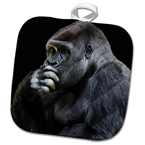 Photography Portrait of a Gorilla Ape Zoo Wildlife Jungle