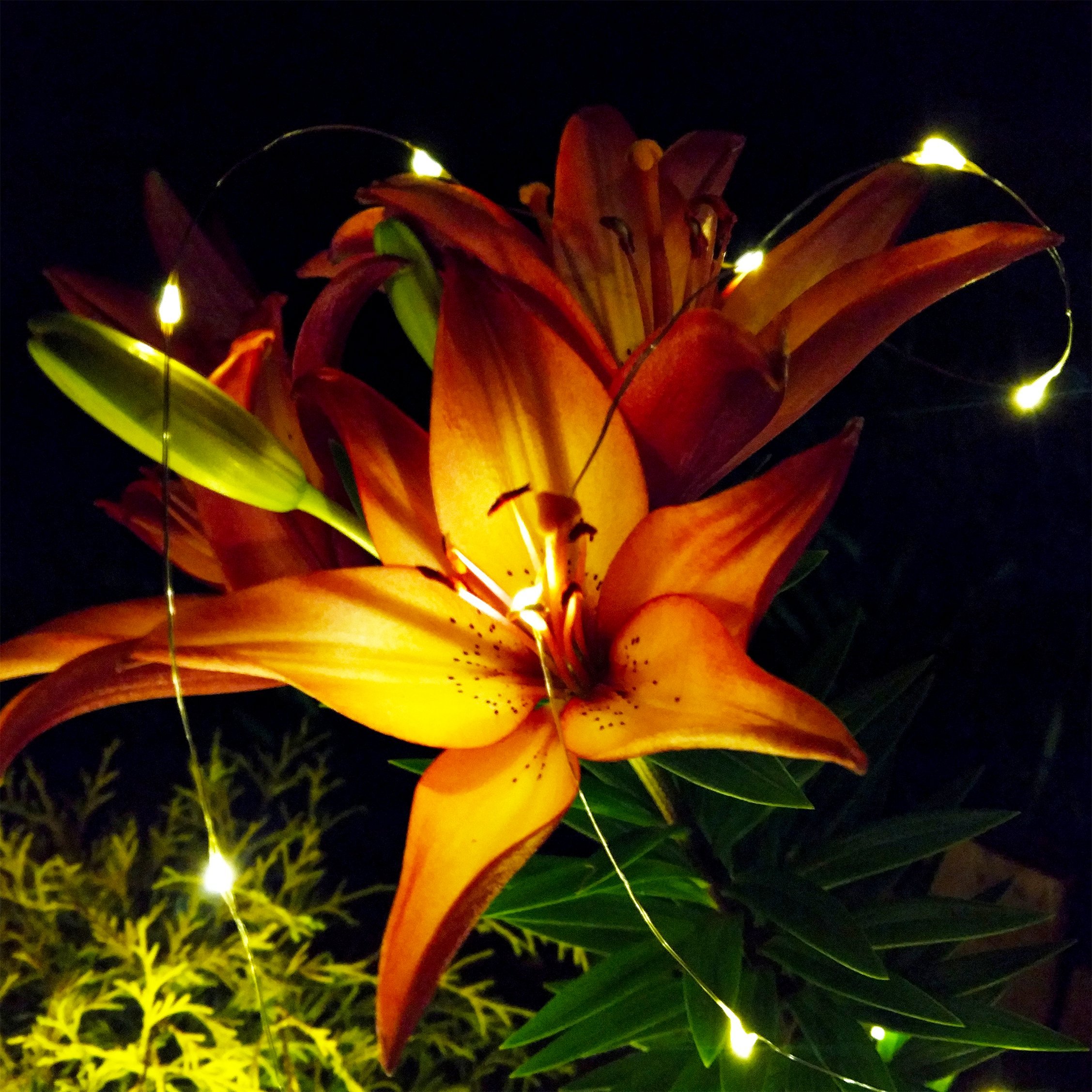Solar Powered Micro LED String Lights - 100 LED, 33 Feet - Warm White, 8 Modes, Outdoor Waterproof Fairy Lights for Garden, Patio, Wedding, Party, Christmas Decorations - Perfect for Backyard, Balcony, and Indoor Home Decor