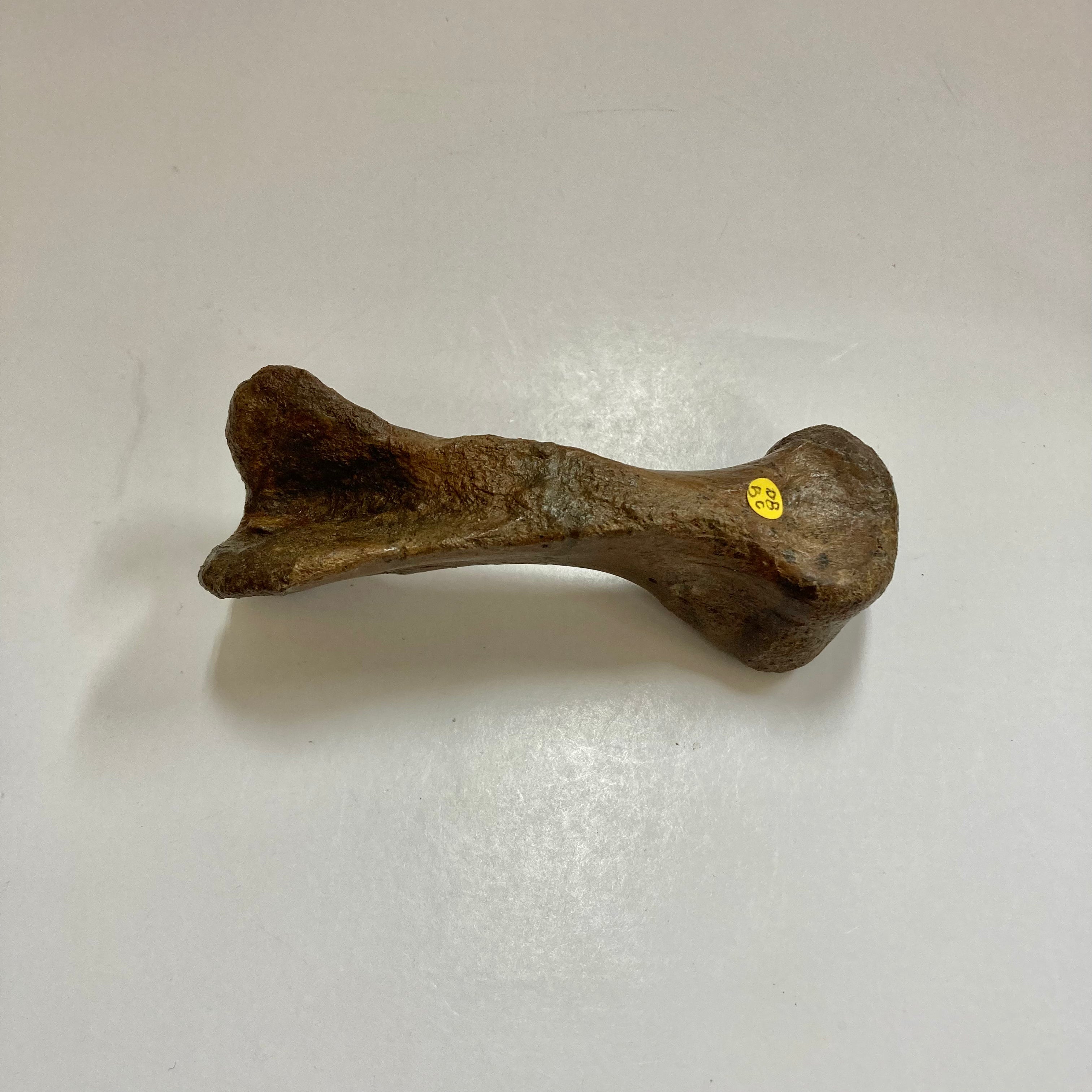 Authentic Thescelosaurus Metatarsal Toe Bone Fossil - Rare Dinosaur Relic for Paleontology Enthusiasts & Collectors - Perfect for Museum Displays, Educational Projects & Fossil Collections