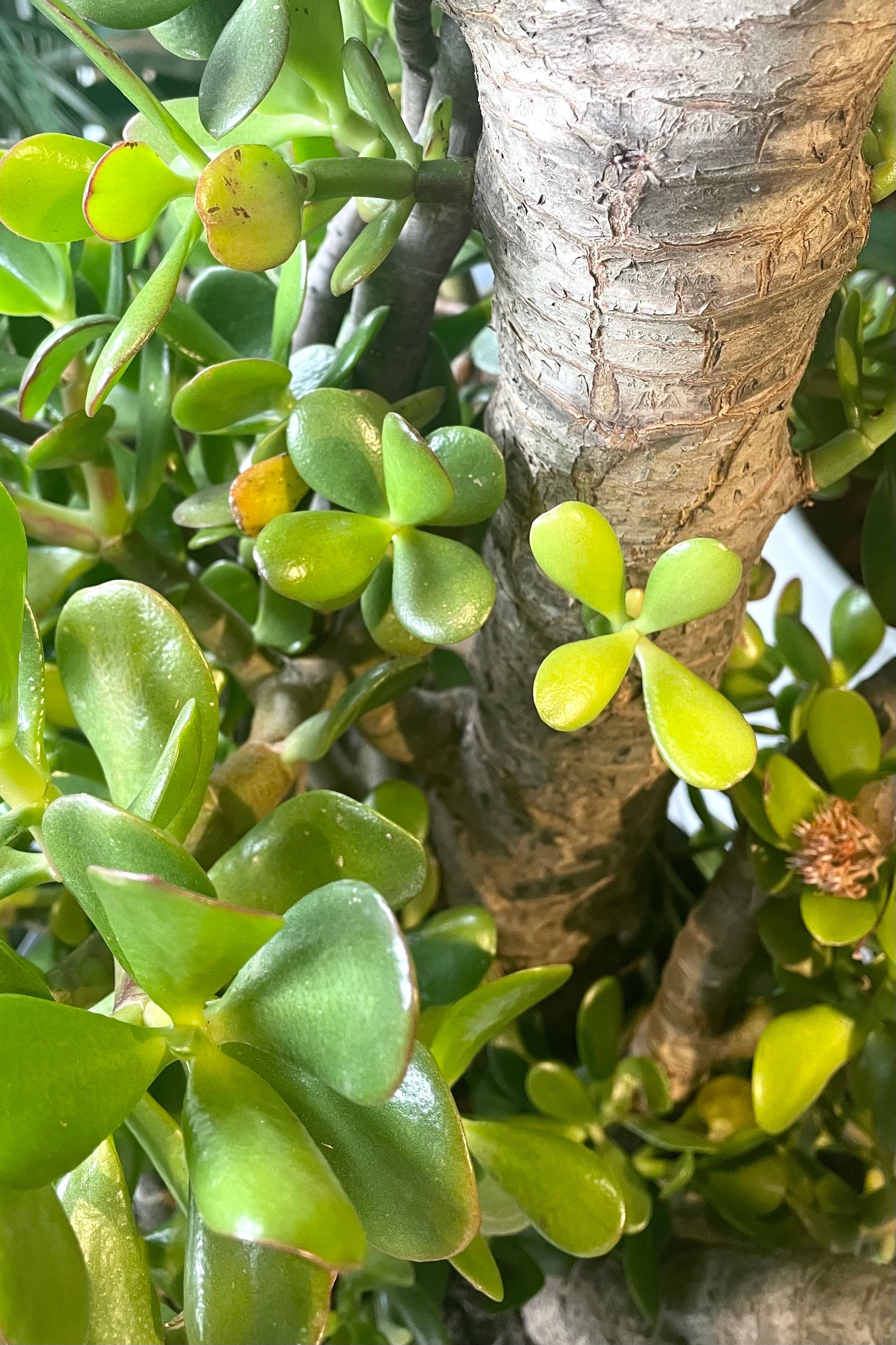 Crassula Ovata Jade Plant #15 Stump - Live Succulent Tree Form for Home & Office Decor, Bonsai Gardening, and Gift Ideas