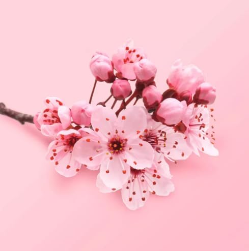 Cherry Blossom & Tea Rose Bath Bomb - 4oz Natural Aromatherapy for Relaxation & Self Care - Perfect for Spa Nights & Gift Giving