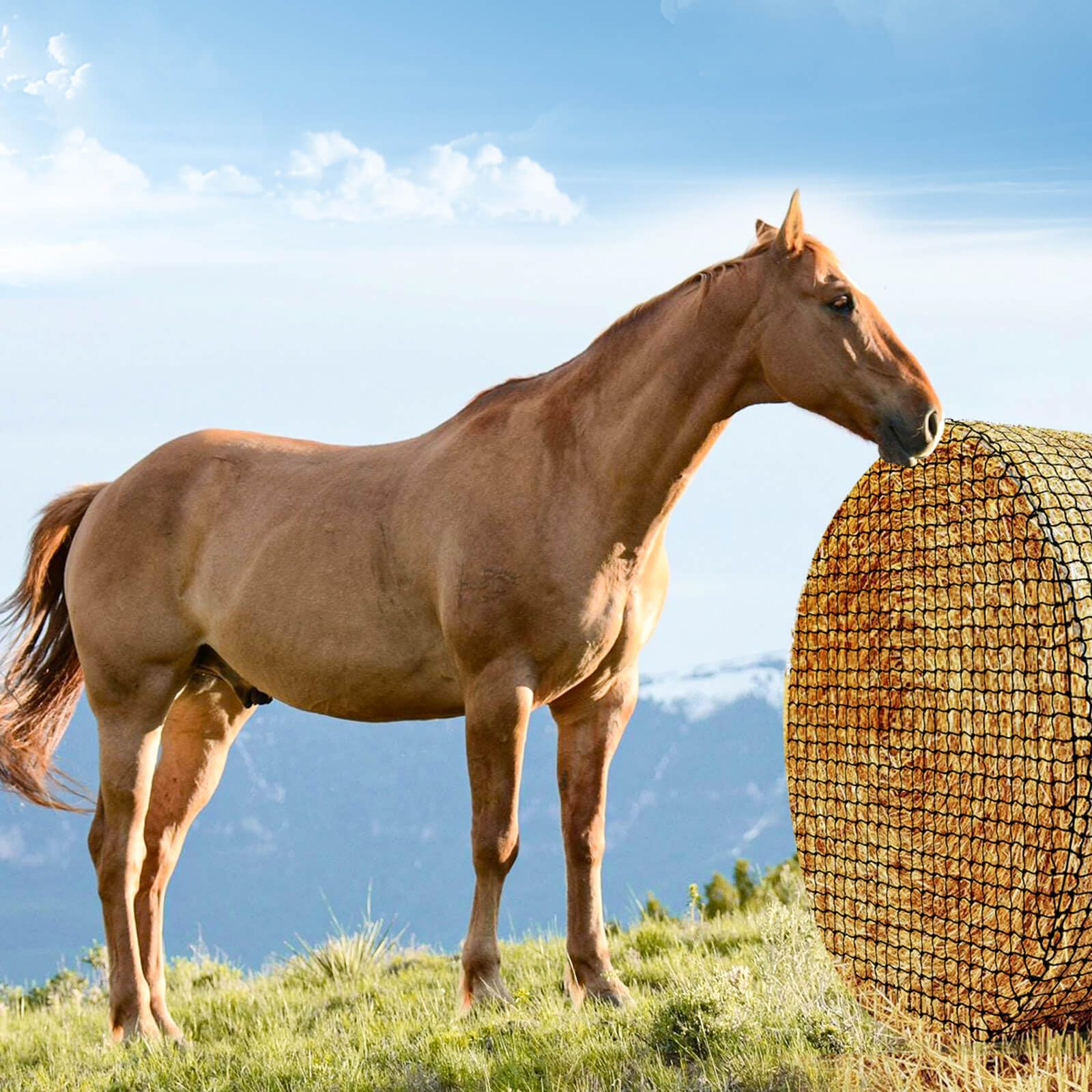 **Thick & Durable 5x5ft Round Bale Hay Net for Horses & Goats - 1.75 Inch Hole Black Nylon Slow Feed Net - Healthy Grazing Solution for Pasture, Stable & Travel Use**