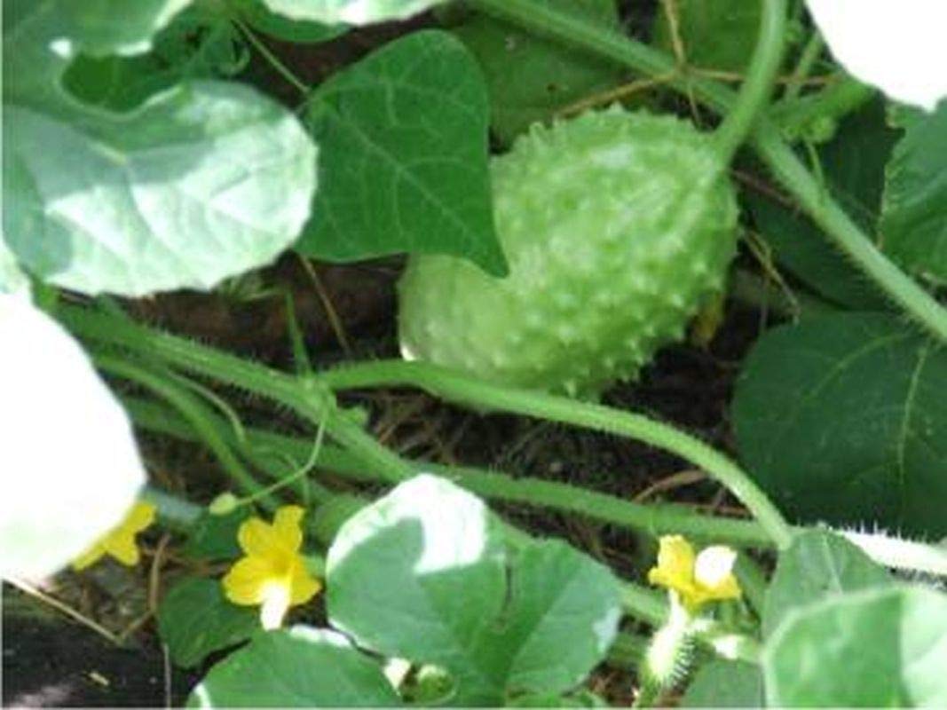 West Indian Gherkin Seeds (10 Count) - Small Tasty Cucumber Variety for Pickling & Salads - Perfect for Home Gardens, Containers & Fresh Eating