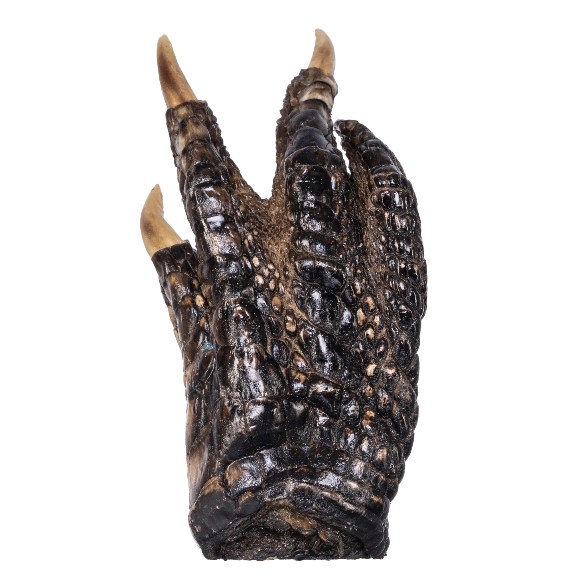 Freeze Dried Alligator Foot - Exotic Snack, Unique Gift & Novelty Item for Parties, Halloween, and Home Decor