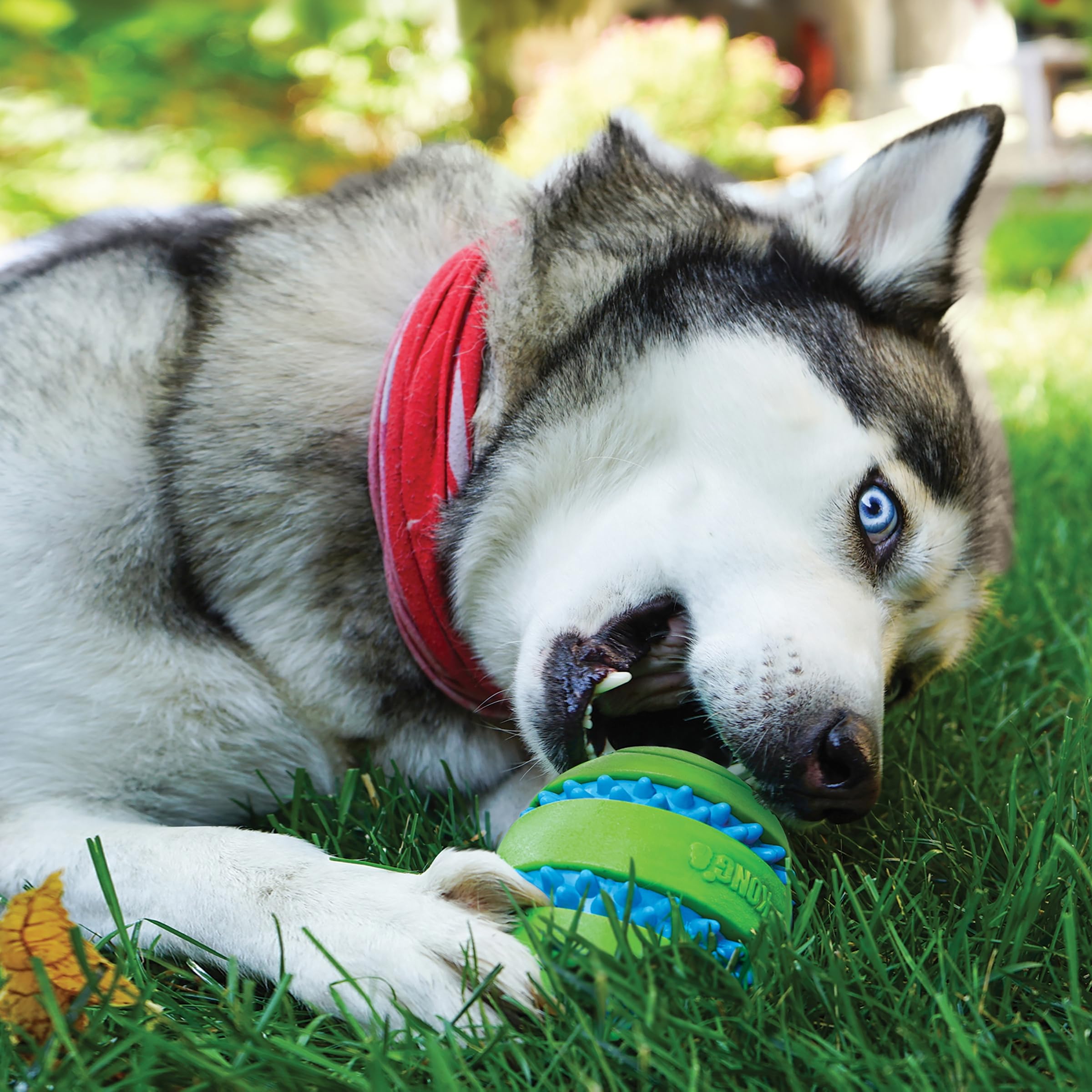 Kong Squeezz Goomz Ball Dog Toy - Large Durable Chew Toy for Aggressive Chewers, Interactive Play & Training - Perfect for Fetch, Tug of War & Mental Stimulation