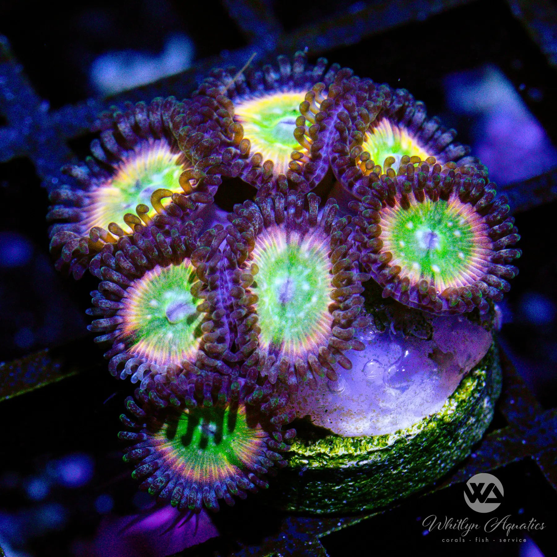 A24 Rainbow Infusion Zoa Coral - WYSIWYG Live Coral for Saltwater Aquariums | Perfect for Reef Tanks & Marine Aquascaping