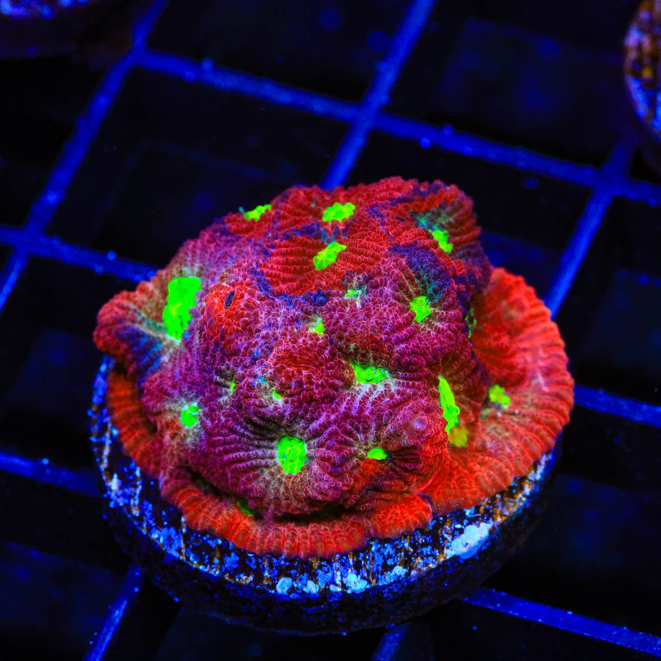 Premium CB Bloodbath Favia Coral for Saltwater Aquariums - Vibrant Red & Green LPS Coral for Reef Tanks, Nano Tanks & Coral Frag Racks (Easy to Care For)