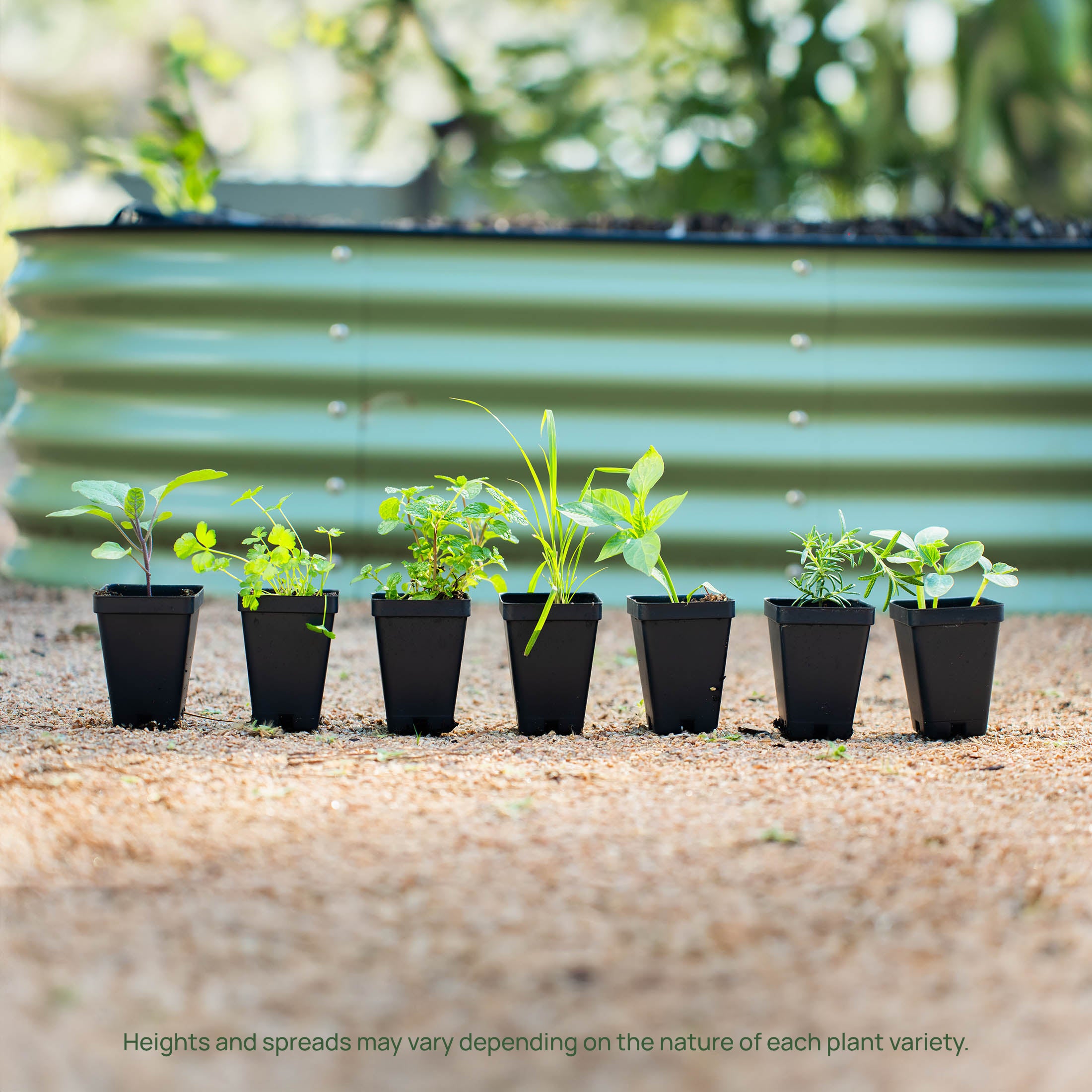 Organic Sungold Cherry Tomato Seedlings - Sweet & Juicy Hybrid Variety for Home Garden Planting - Perfect for Salads, Snacking & Fresh Eating