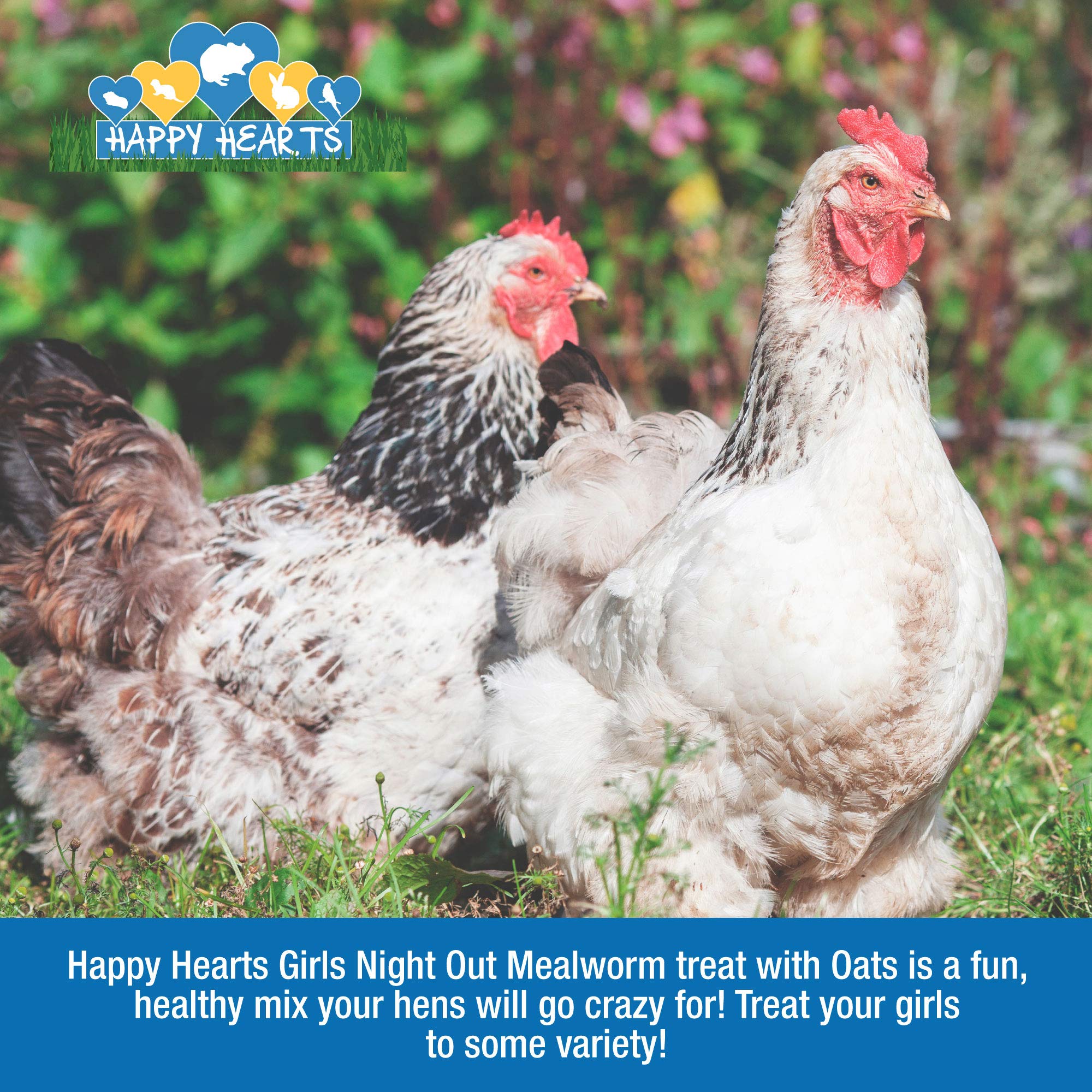 Healthy Oatmeal Mealworm Treats for Hens - Nutritious Chicken Snack for Egg Laying & Flock Health - Perfect for Backyard Chickens & Poultry Feeding