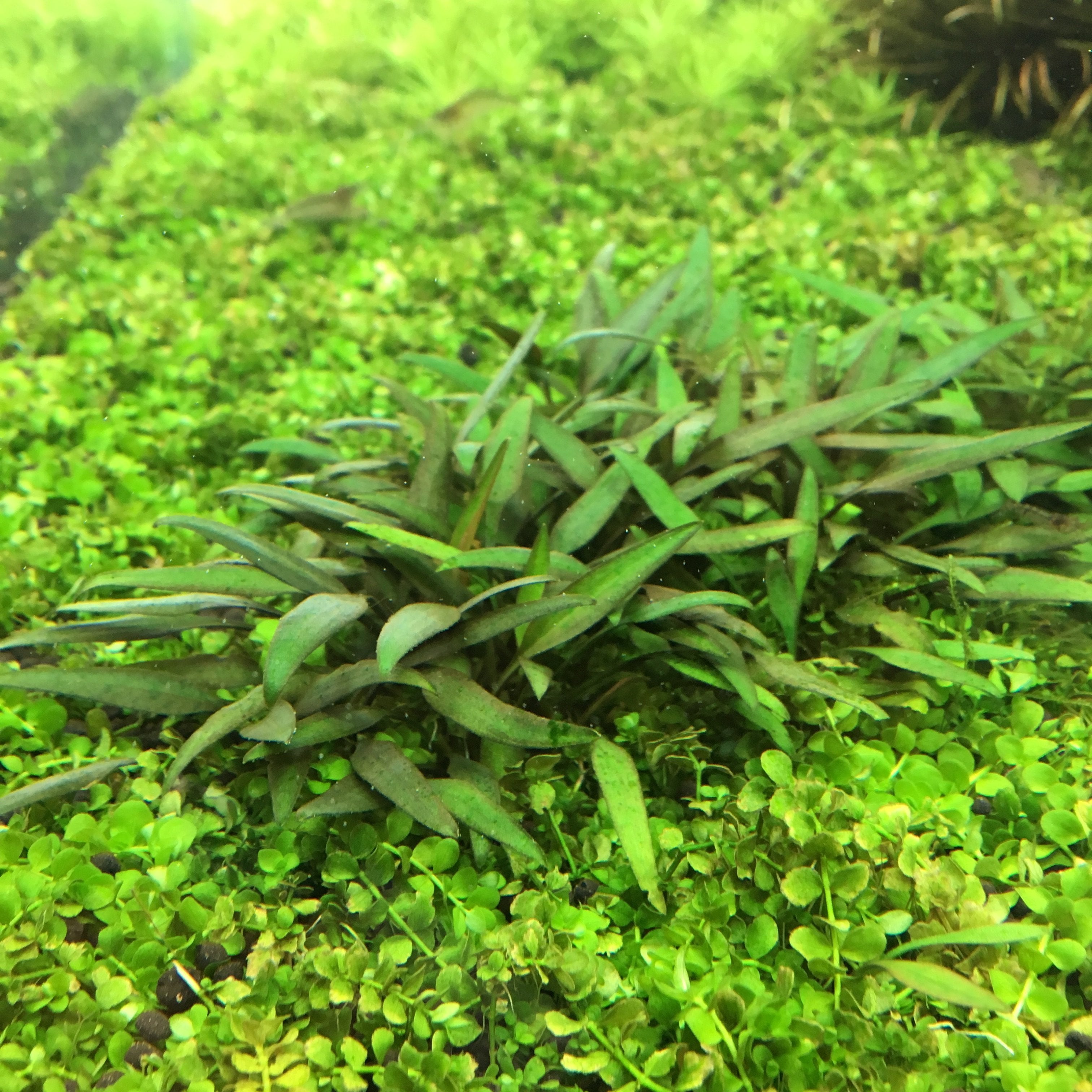 TCulture Cryptocoryne Lucens Aquatic Plant (Potted) - Perfect for Aquascaping, Freshwater Aquariums & Fish Tanks