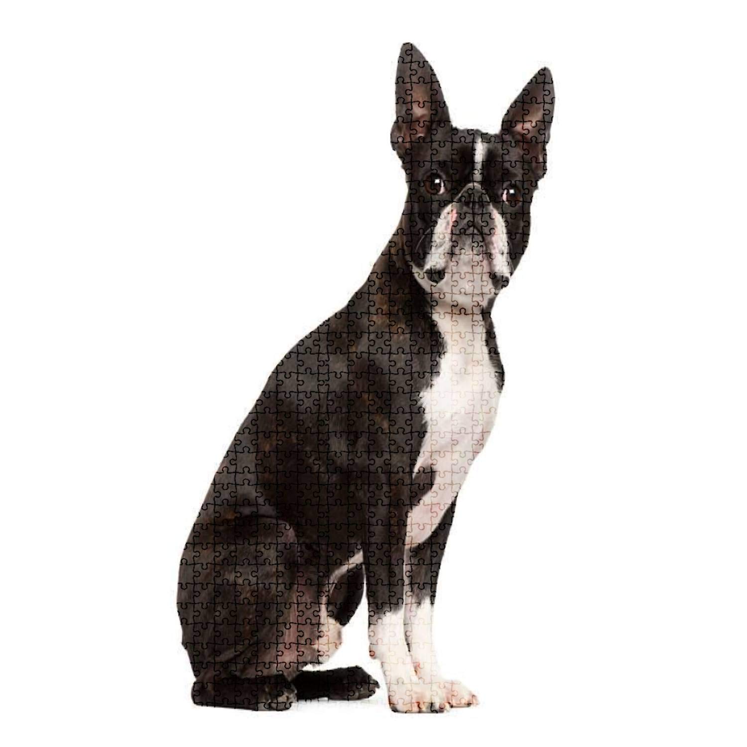 1000-Piece Wooden Jigsaw Puzzle - Boston Terrier Sitting on White Background | Fun & Challenging Animal Puzzle for Adults & Kids | Large DIY Educational Toy Game | Perfect Gift & Home Decor for Puzzle Lovers | Great for Family Game Nights, Stress Relief & Brain Training