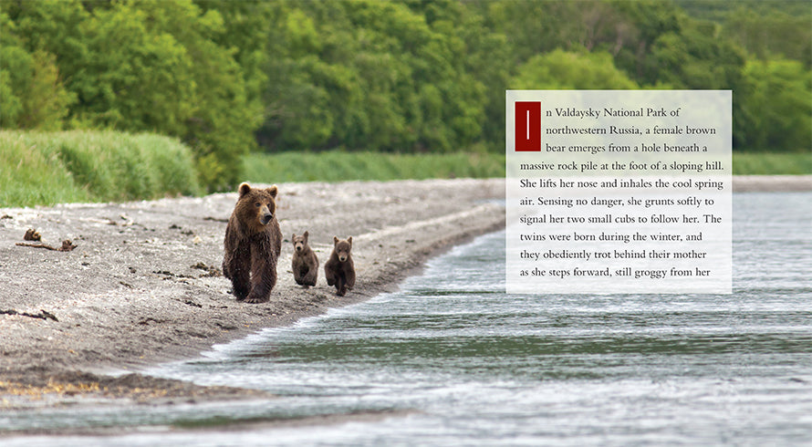 Brown Bears Book - ISBN 9781608184156 - Perfect for Kids' Wildlife Education & Nature Lovers