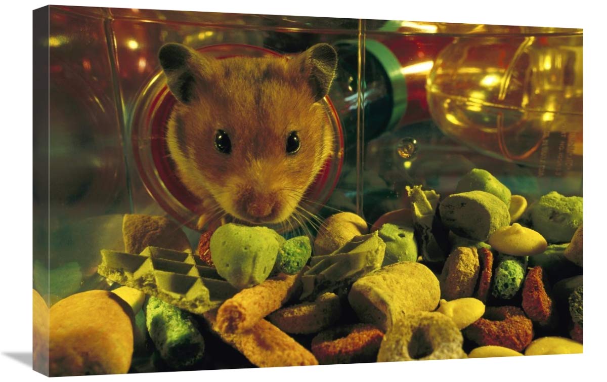 Golden Hamster Looking into Food Store in Habitrail System - Canvas Wall Art - 30x20 Inches - Perfect for Pet Lovers & Home Decor