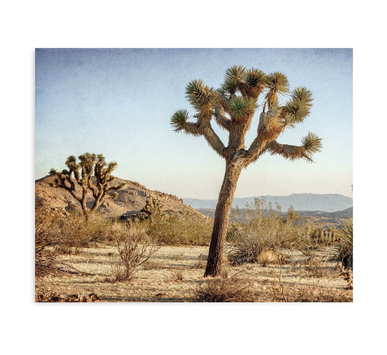 Large Format Canvas Print | Joshua Tree Wall Art | Southwestern Home Decor | California Desert Landscape Photography | Unframed Poster | Perfect for Living Room, Bedroom or Office Decor