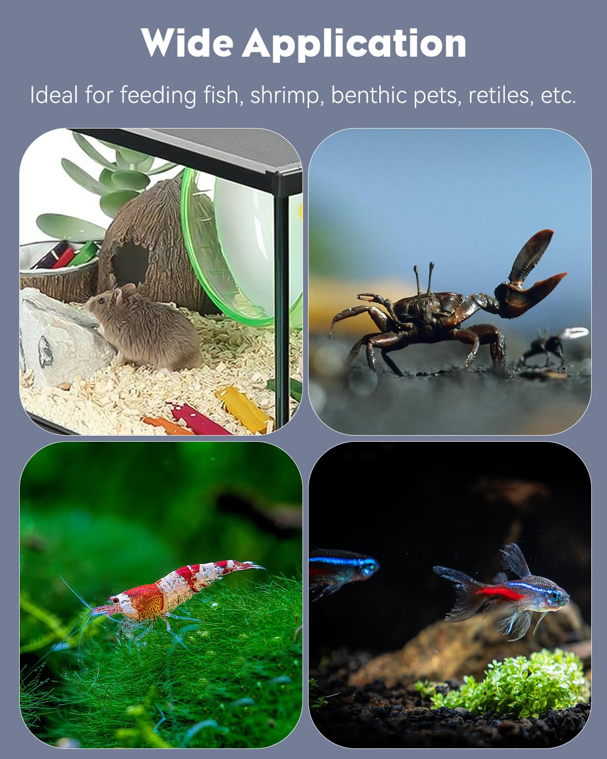 Pawfly 3-Piece Clear Glass Shrimp Feeding Dish - Small Round Aquarium Fish Tank Feeder Bowl for Shrimp, Fish, and Terrariums - Perfect for Feeding and Maintaining Clean Water in Your Tank