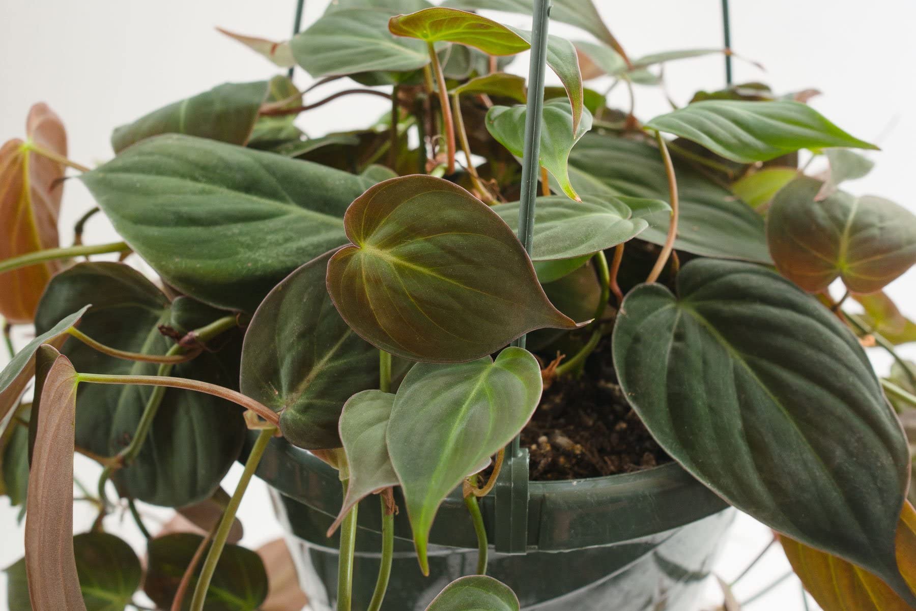 Philodendron Micans - 3 Live Plants in 4 Inch Growers Pots - Air Purifying Indoor Houseplant for Home, Office & Gift - Easy Care Tropical Plant from Florida