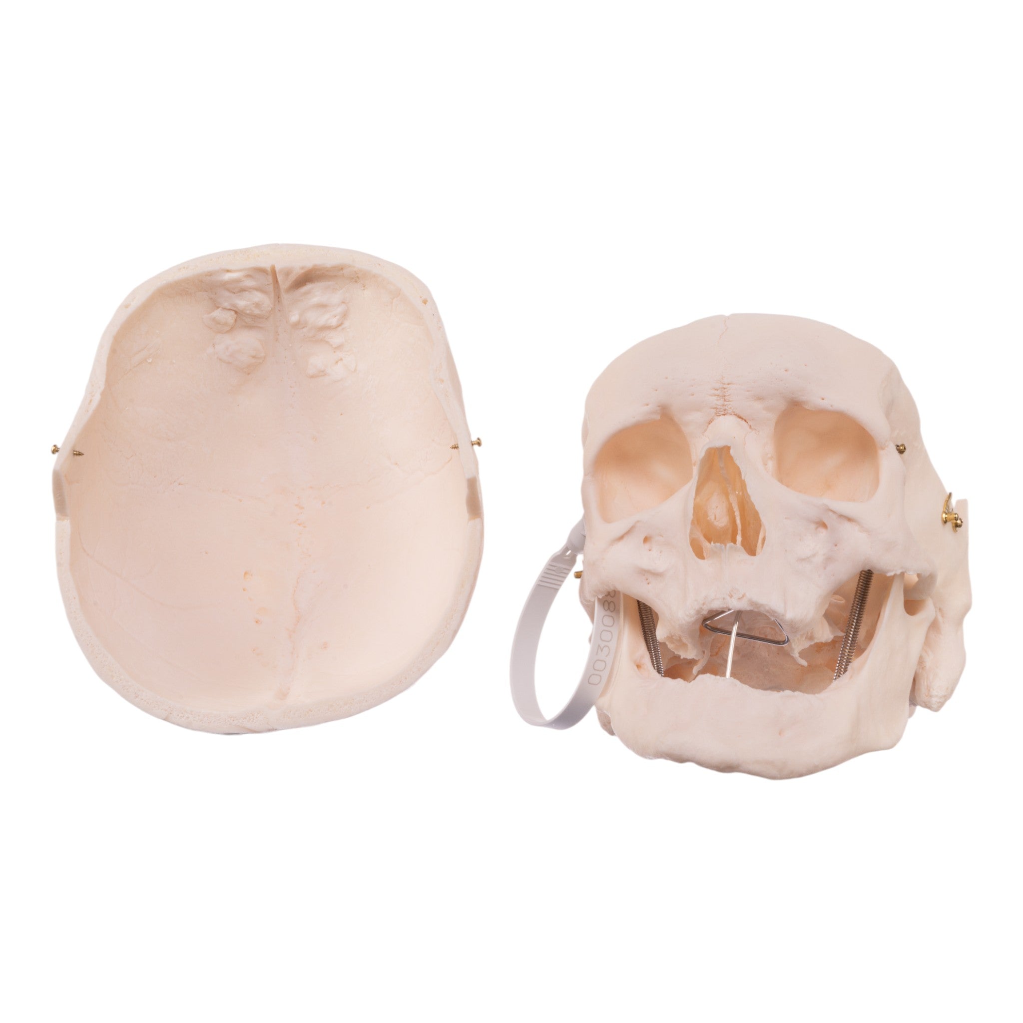 Premium Anatomical Human Skull Model - Accurate & Detailed for Medical Study, Halloween Decor, and Science Education | Perfect for Doctors, Students, and Collectors