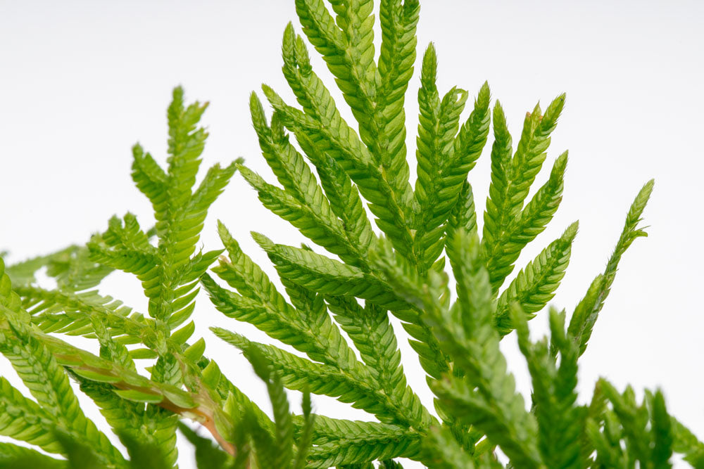 Selaginella Moellendorffii - Premium Live Plant for Home & Garden Decor | Perfect for Terrariums, Fairy Gardens, and Indoor Greenery