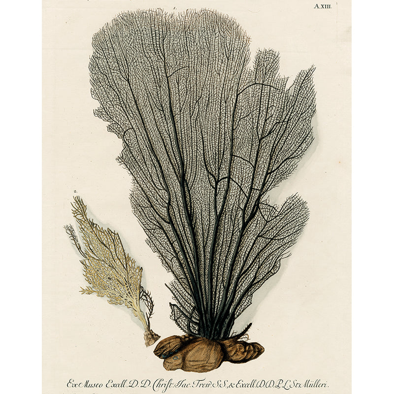 Black Fan Coral (P168) - Natural Marine Aquarium Decoration for Saltwater Tanks | Perfect for Reef Aquascaping and Ocean-Themed Home Decor