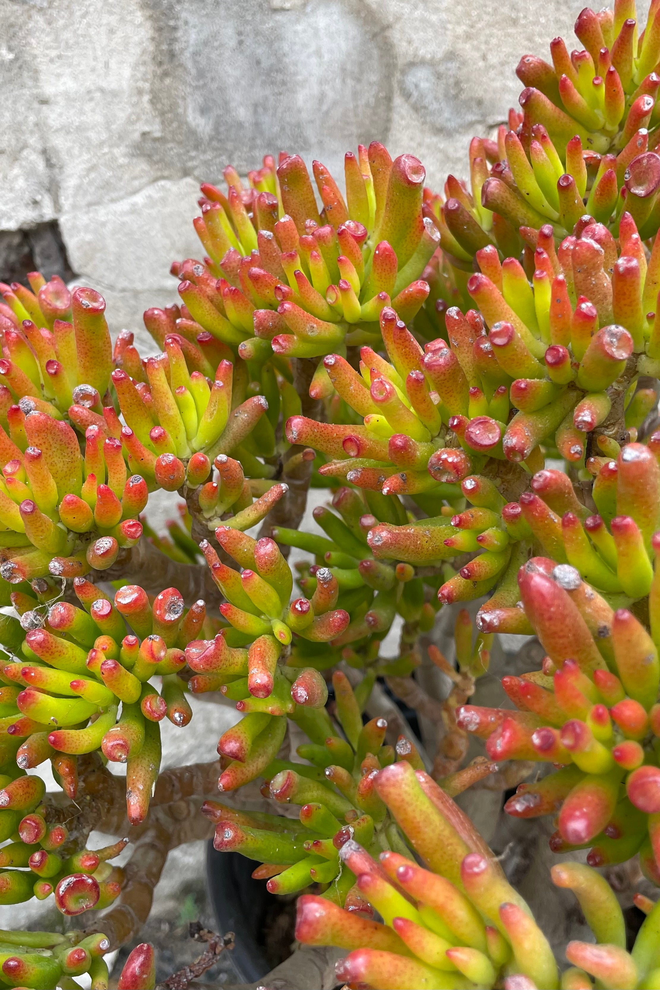 Crassula Ovata 'Gollum' Jade Plant - Unique Succulent #5 Stump with Character - Perfect for Indoor Decor, Office Plants, and Succulent Collections