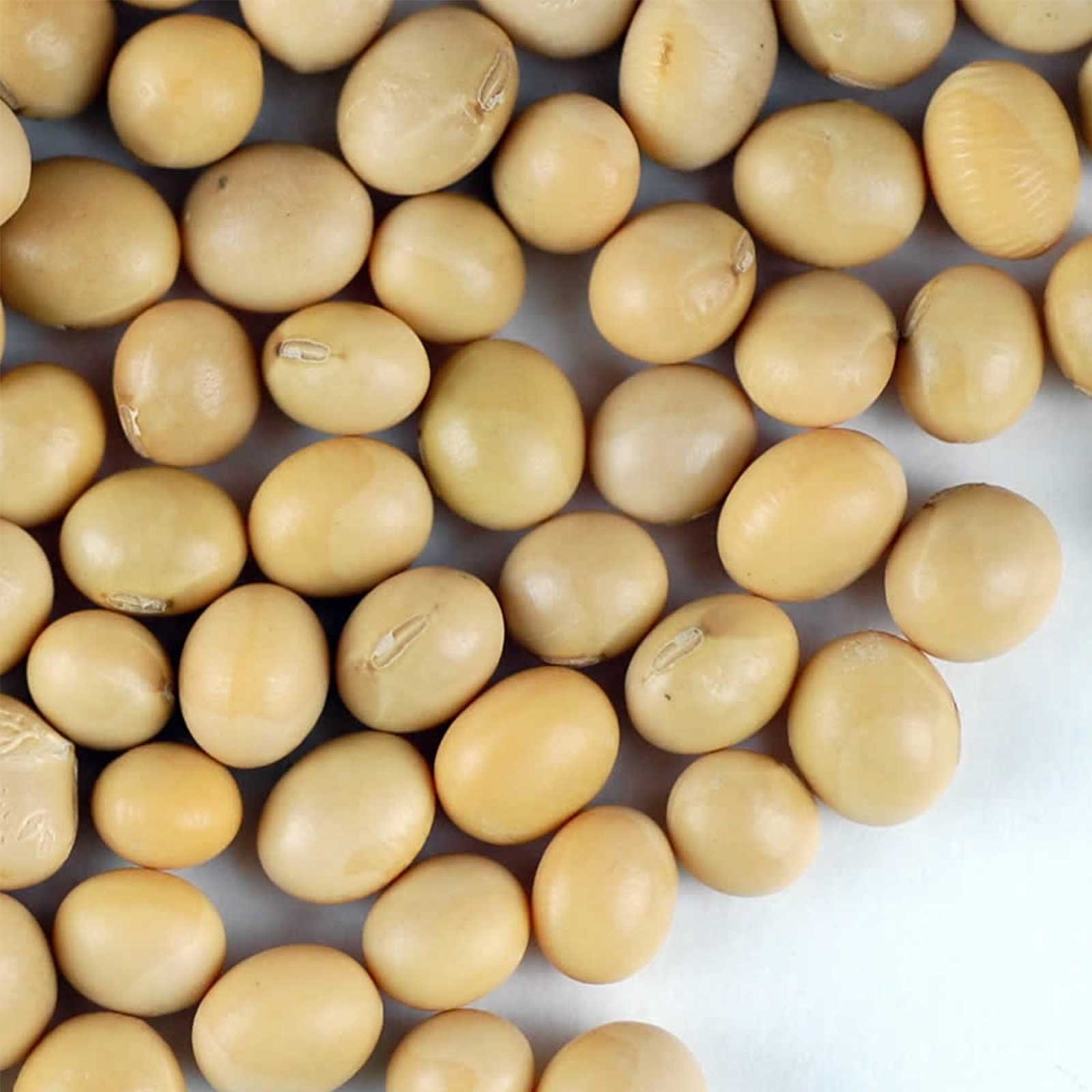 Certified Organic Dried Yellow Soybeans 30 Lb Bulk - Non-GMO, High Protein for Soy Milk Maker, Tofu Making, Roasted Snacks & Emergency Food Storage - Perfect for Vegan, Plant-Based Diets & Long-Term Pantry Storage