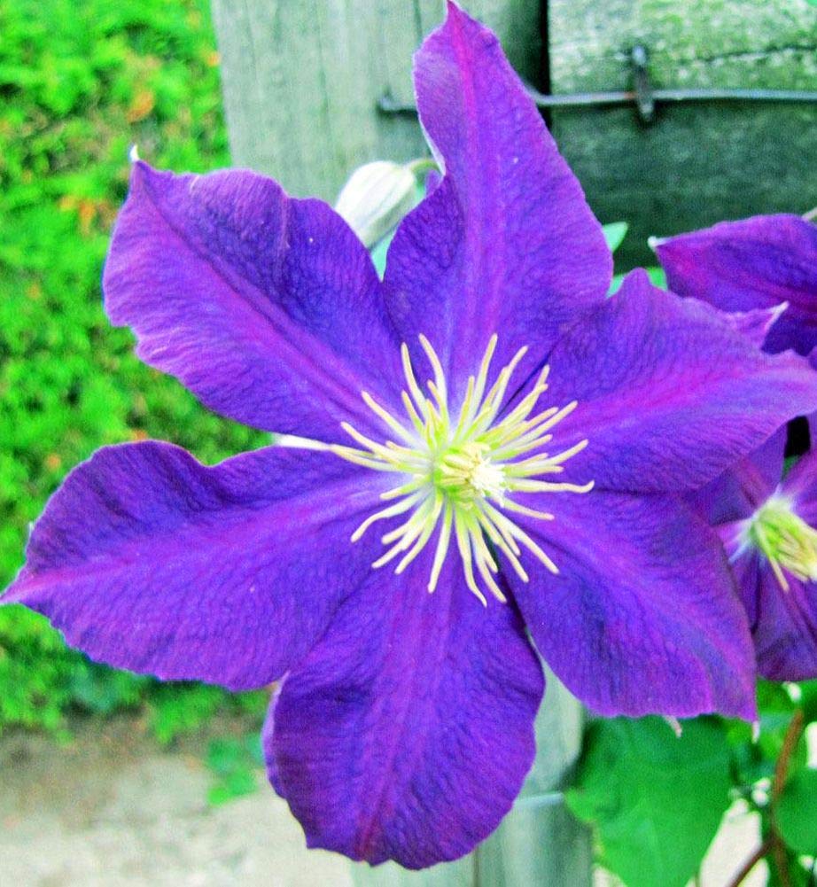 Clematis Mix Flower Seeds (20+ Pack) - Easy to Grow Indoor & Outdoor Plants for Home Garden, Bonsai, and Landscaping | Perfect for Balconies, Patios, and Backyard Decor