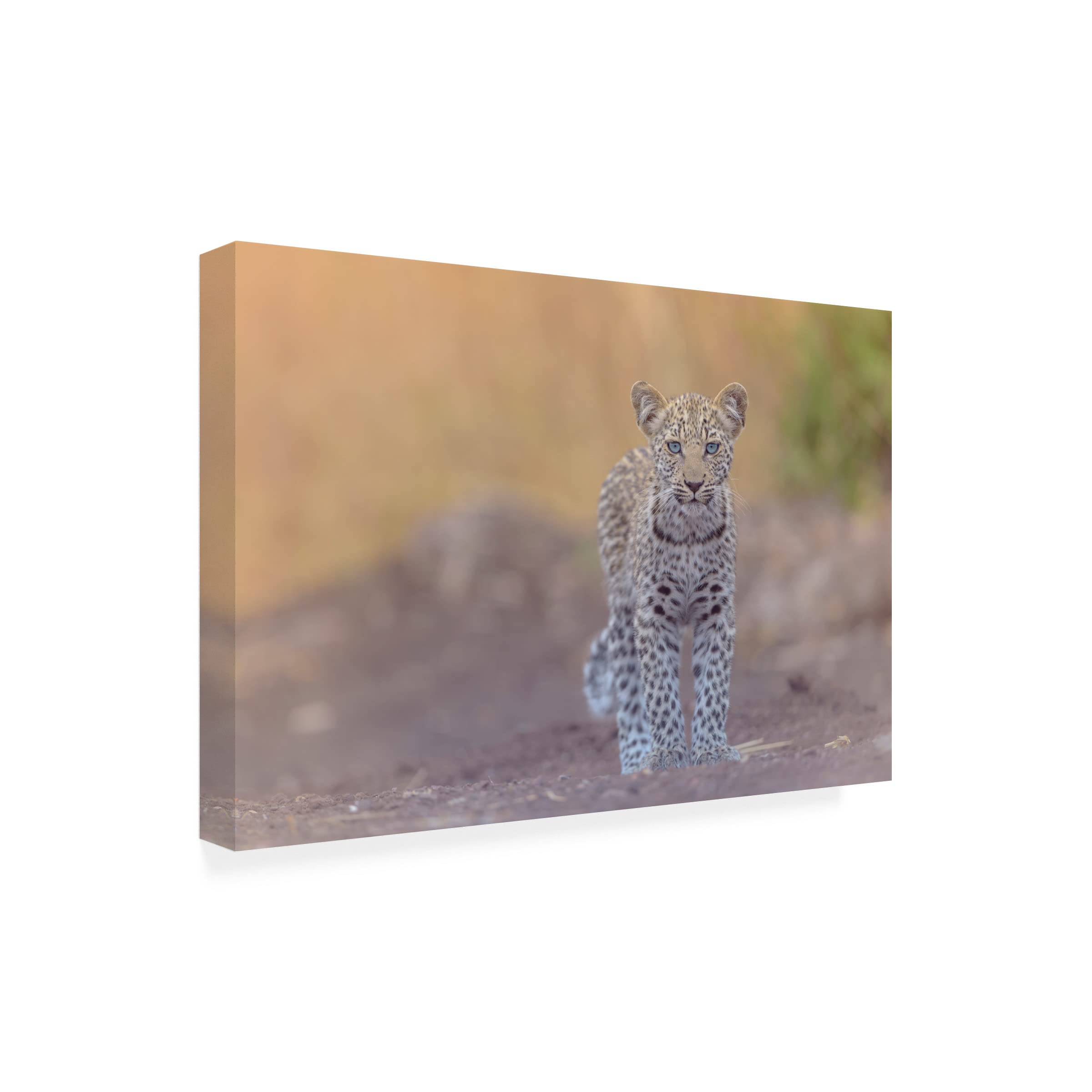 Baby Leopard With Blue Eyes Canvas Wall Art by Ozkan Ozmen - Stunning Wildlife Home Decor for Living Room, Bedroom & Office