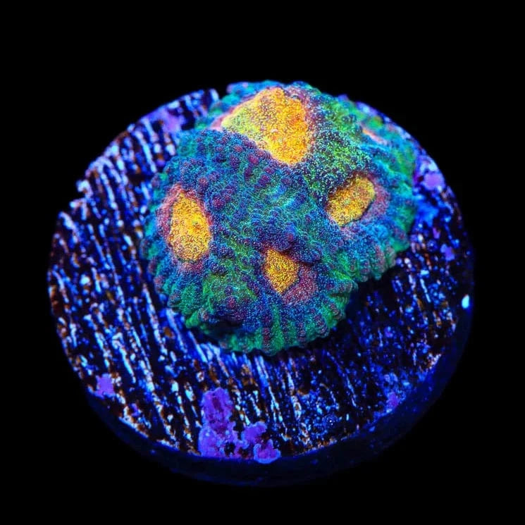 Premium CB Angel Eye Favia Coral for Saltwater Aquariums - Vibrant Coral for Reef Tanks, Nano Tanks & Marine Displays