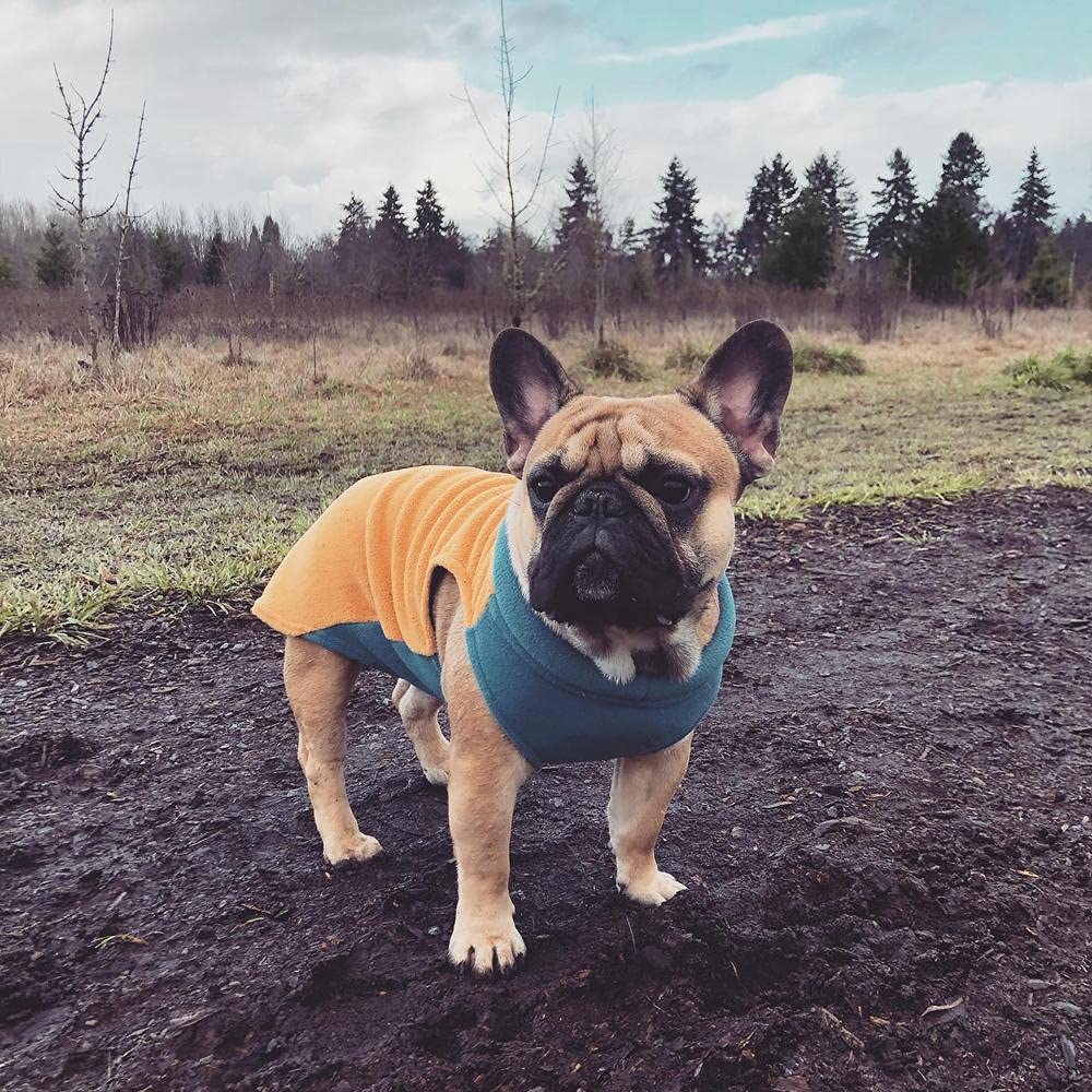 Gooby Half Stretch Fleece Vest Dog Sweater - Honey Mustard, X-Small - Warm Pullover Fleece Jacket for Small Dogs with D-Ring Leash Attachment - Winter Dog Coat for Cold Weather - Perfect for Small Breed Puppies & Dogs - Ideal for Outdoor Walks, Winter Adventures & Indoor Comfort