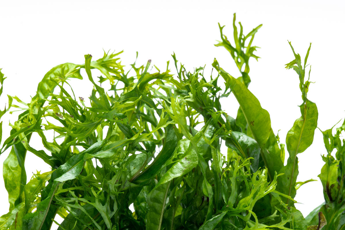 Microsorum Pteropus Windelov Java Fern on Driftwood - Perfect for Aquascaping & Tropical Fish Tanks