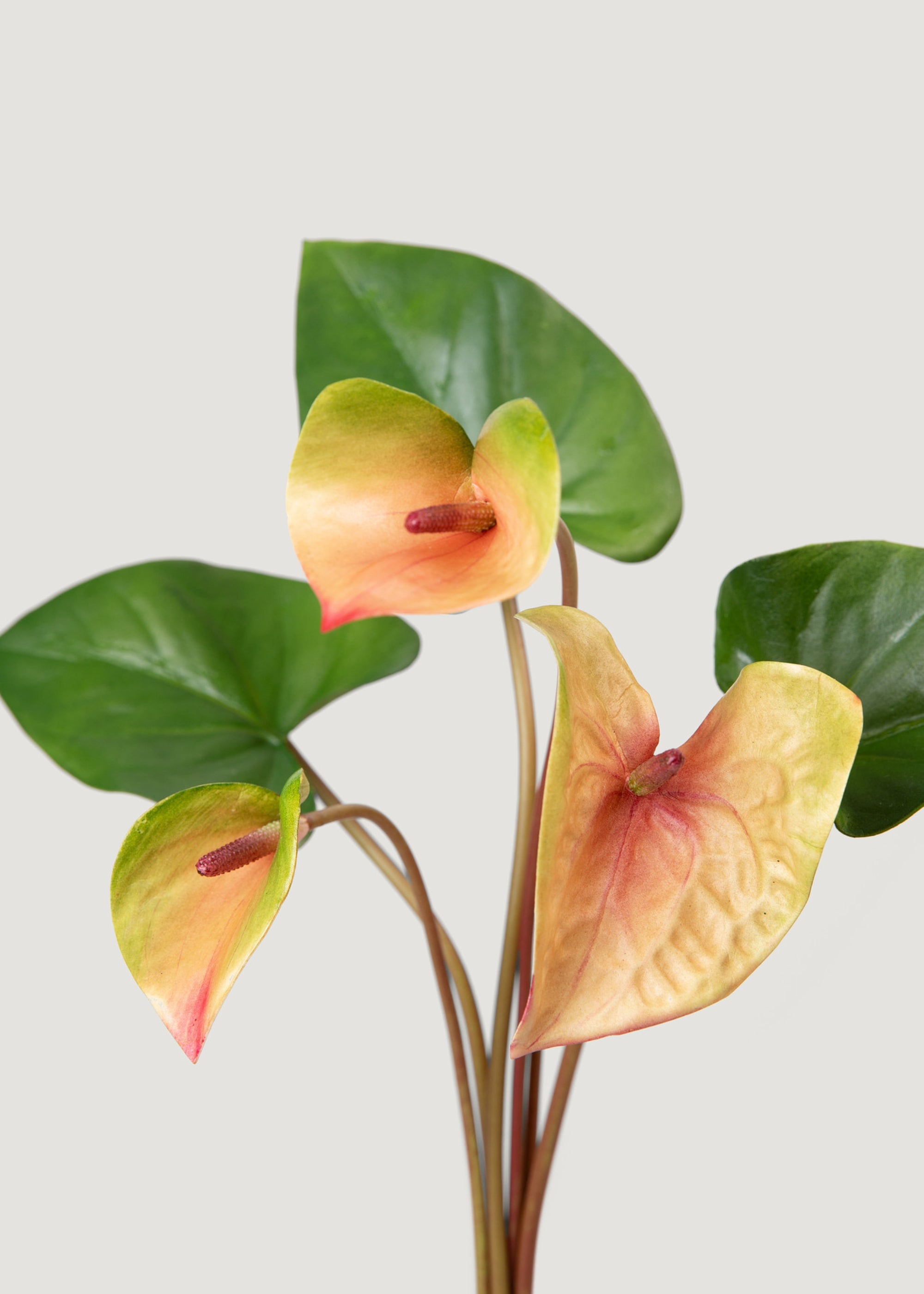 Vibrant Pink & Green Artificial Anthurium Tropical Flower Bouquet - 25 Stems for Home Decor, Wedding Centerpieces & Party Arrangements