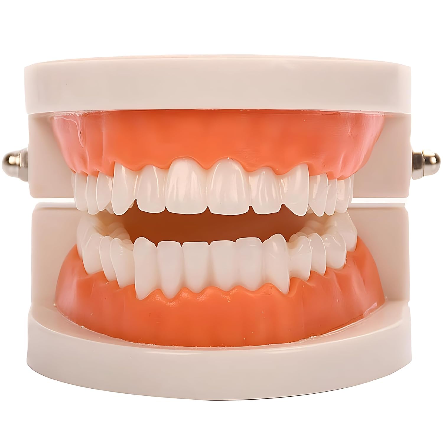 YOFAN Standard Teeth Model for Kids & Adults - Dental Teaching Study Supplies, Typodont Demonstration Teeth Model (Without Wisdom Teeth) - Perfect for Dental Students, Dentists & Classroom Education