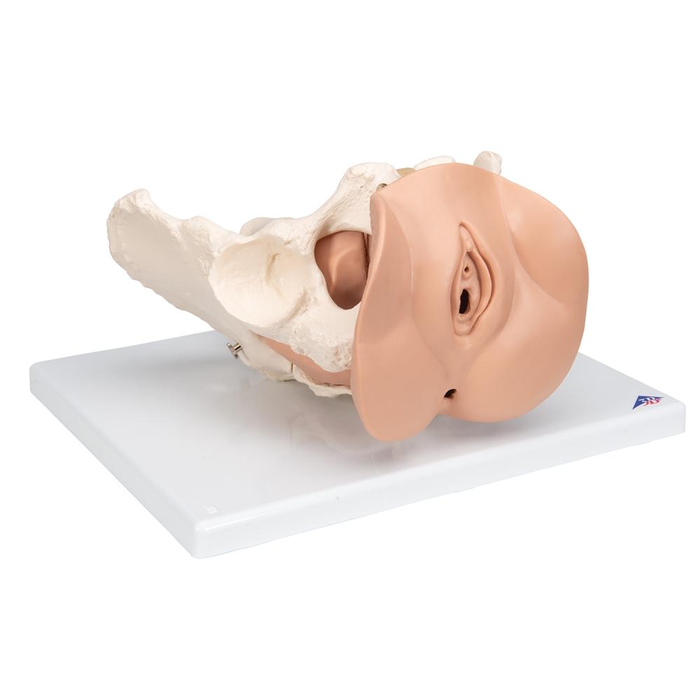 Female Pelvis Skeleton Model with Reproductive Organs - 3-Part Anatomical Model for Medical Education, Physical Therapy & OBGYN Training