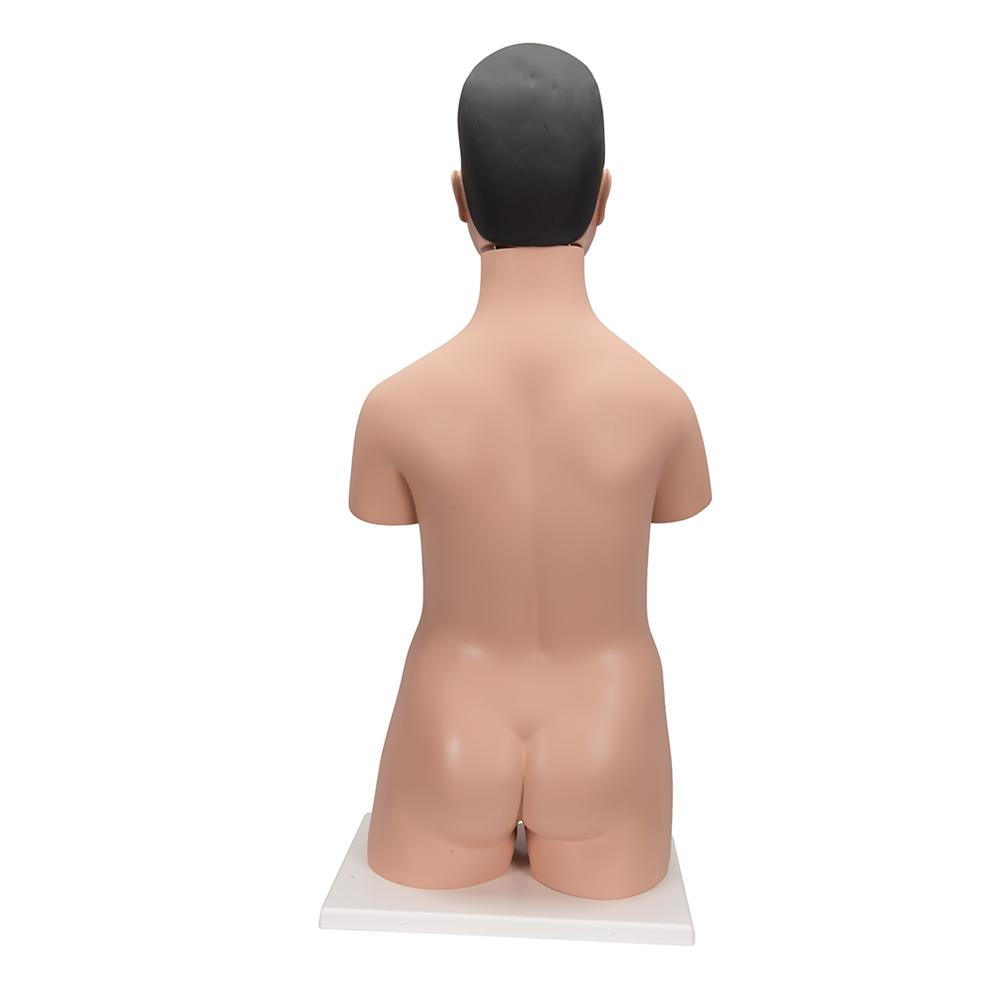 Premium 18-Part Dual Gender Human Torso Model - Detailed Anatomical Study Tool for Medical Students & Professionals | Perfect for Classroom, Lab & Healthcare Training