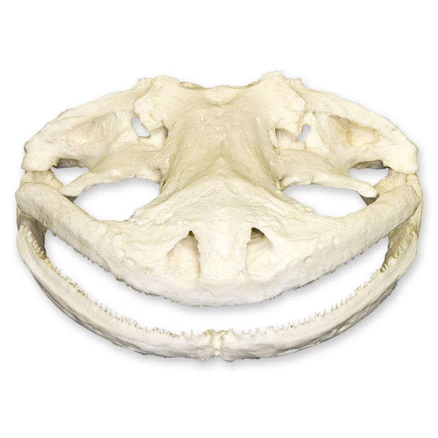 Authentic Replica Giant Salamander Skull - Lifelike 3D Printed Animal Skull Model for Science Education, Home Decor & Halloween Props