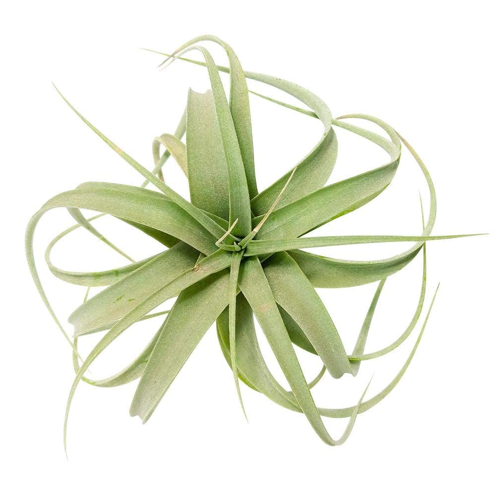 Xerographica Air Plant 4'' Wide - Low Maintenance Live Tillandsia Collection | Unique Home Decor Gift Box for Office, Terrarium & Wedding Centerpieces