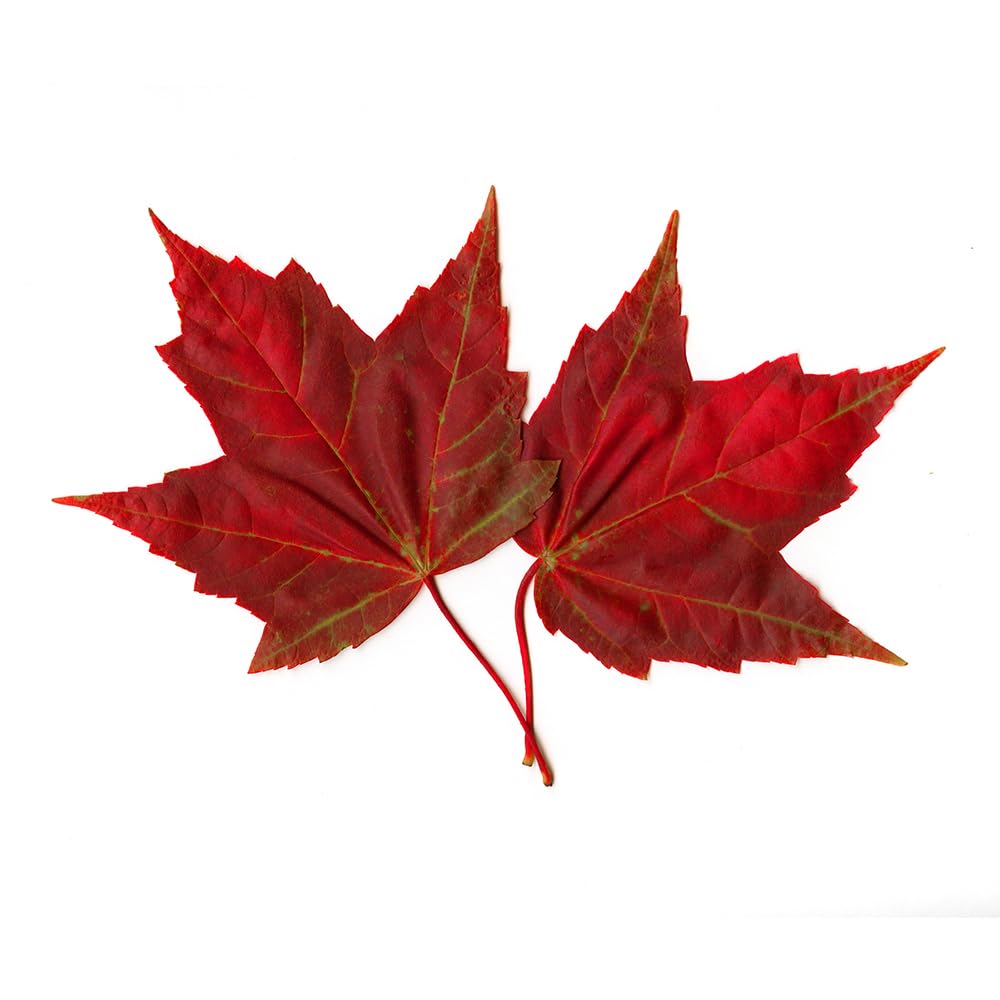 Premium Canadian Maple Flavoring for Baking - Non-GMO, Gluten Free, Kosher & Vegan (4 oz) - Perfect for Cookies, Cakes, Frosting & Ice Cream - Natural Sweetener for Desserts & Breakfast Treats