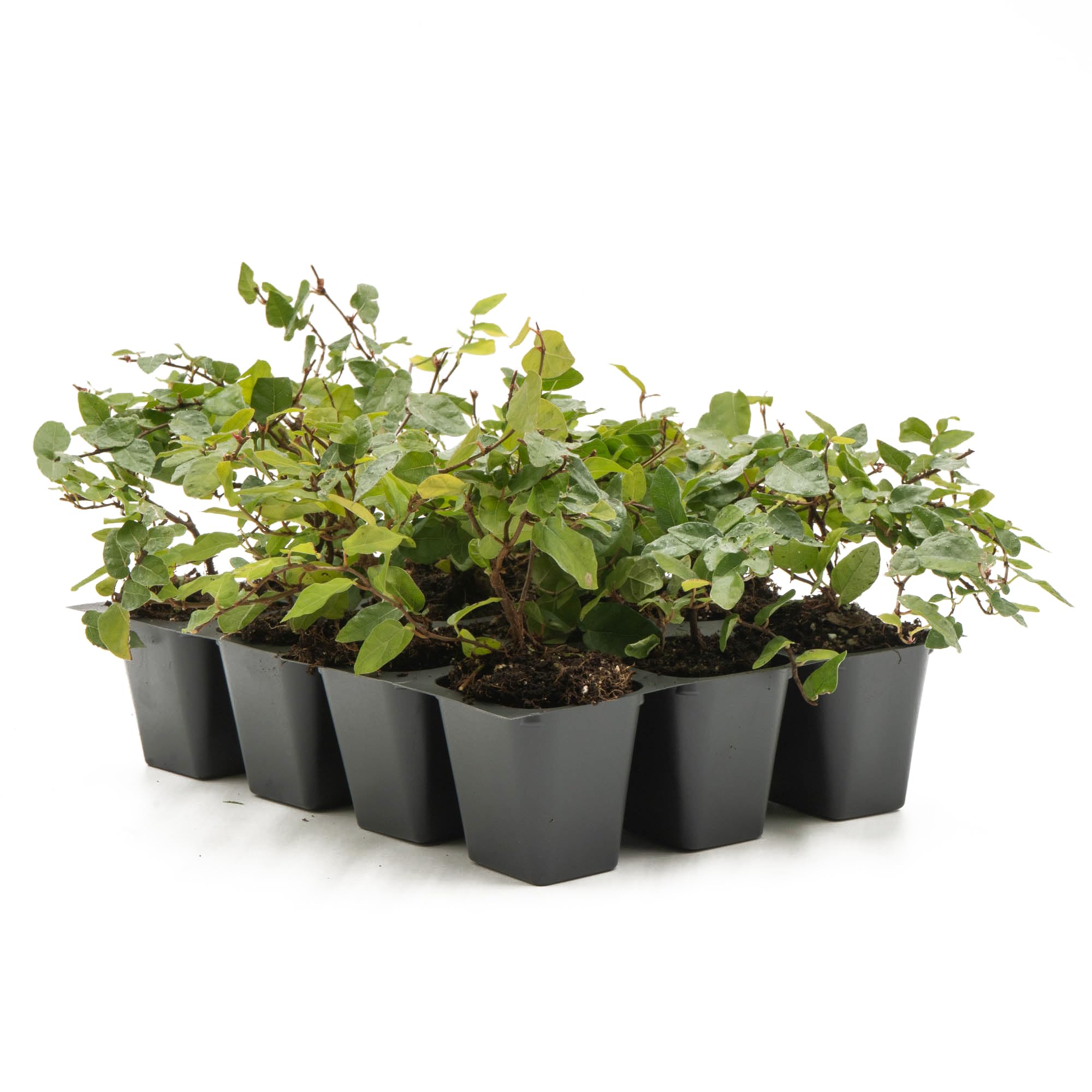 12 Creeping Fig Live Plants - Ficus Repens Fast-Growing Climbing Vine in 2.5
